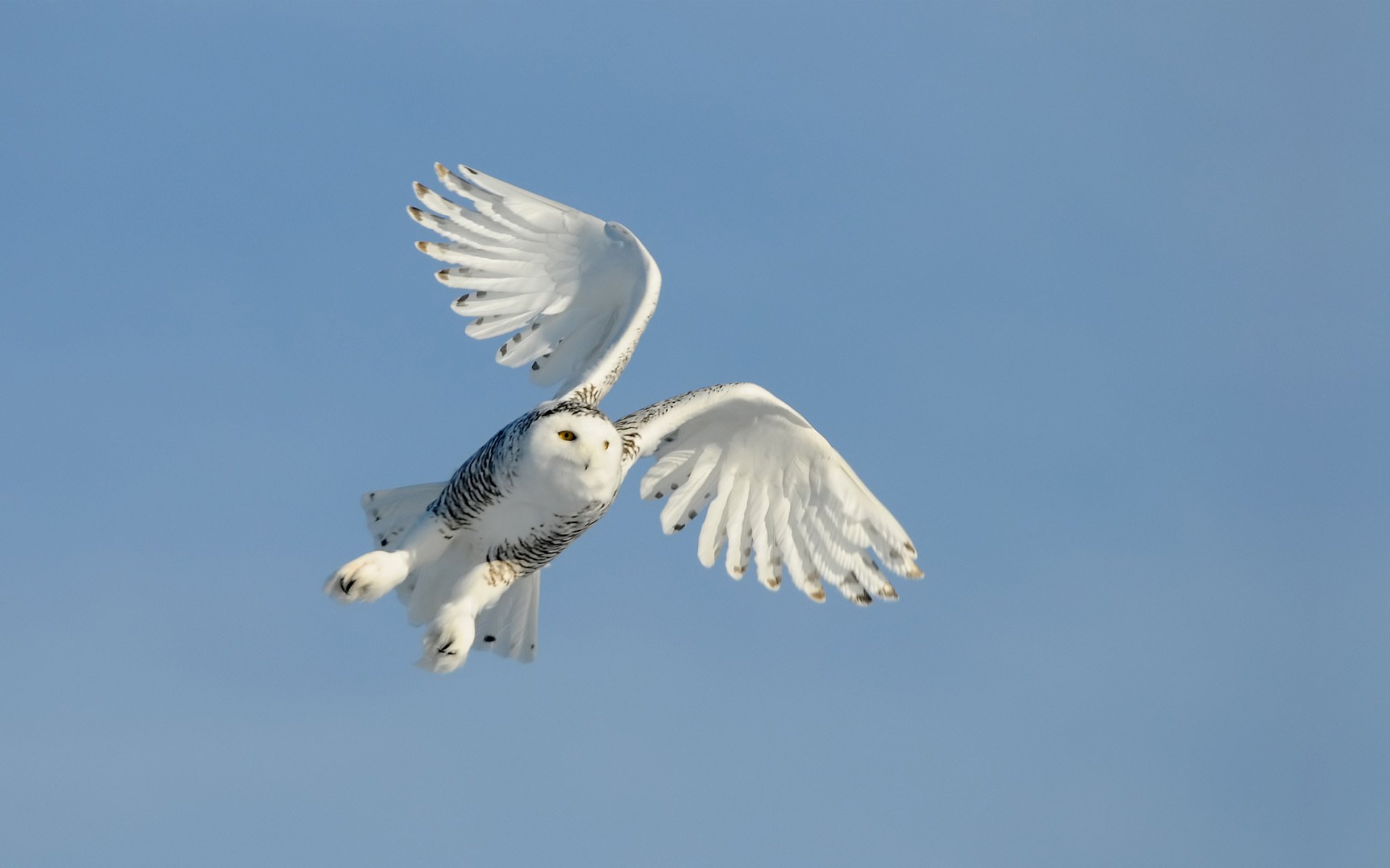 oiseau hibou vol ciel ailes