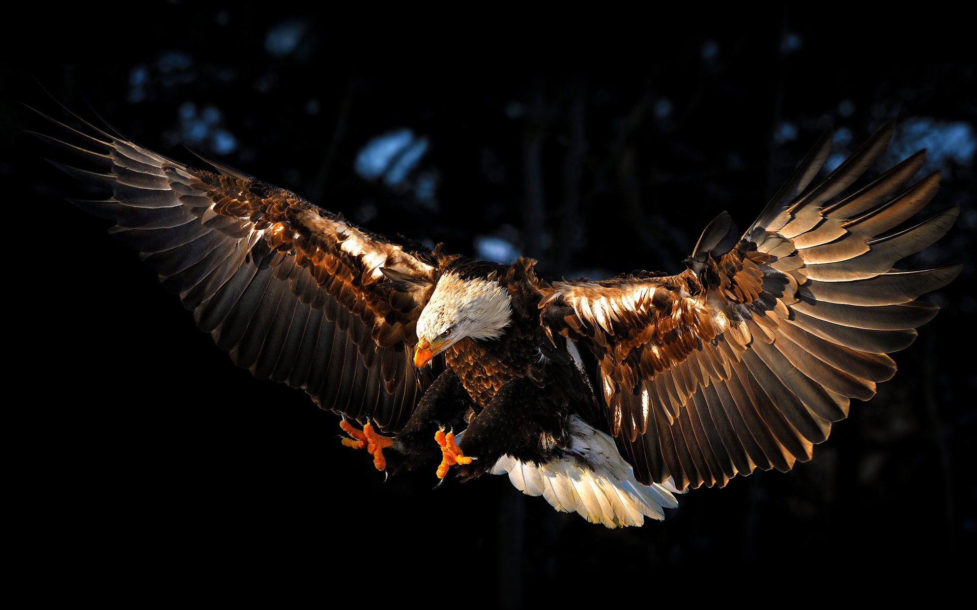 águila pájaro alas