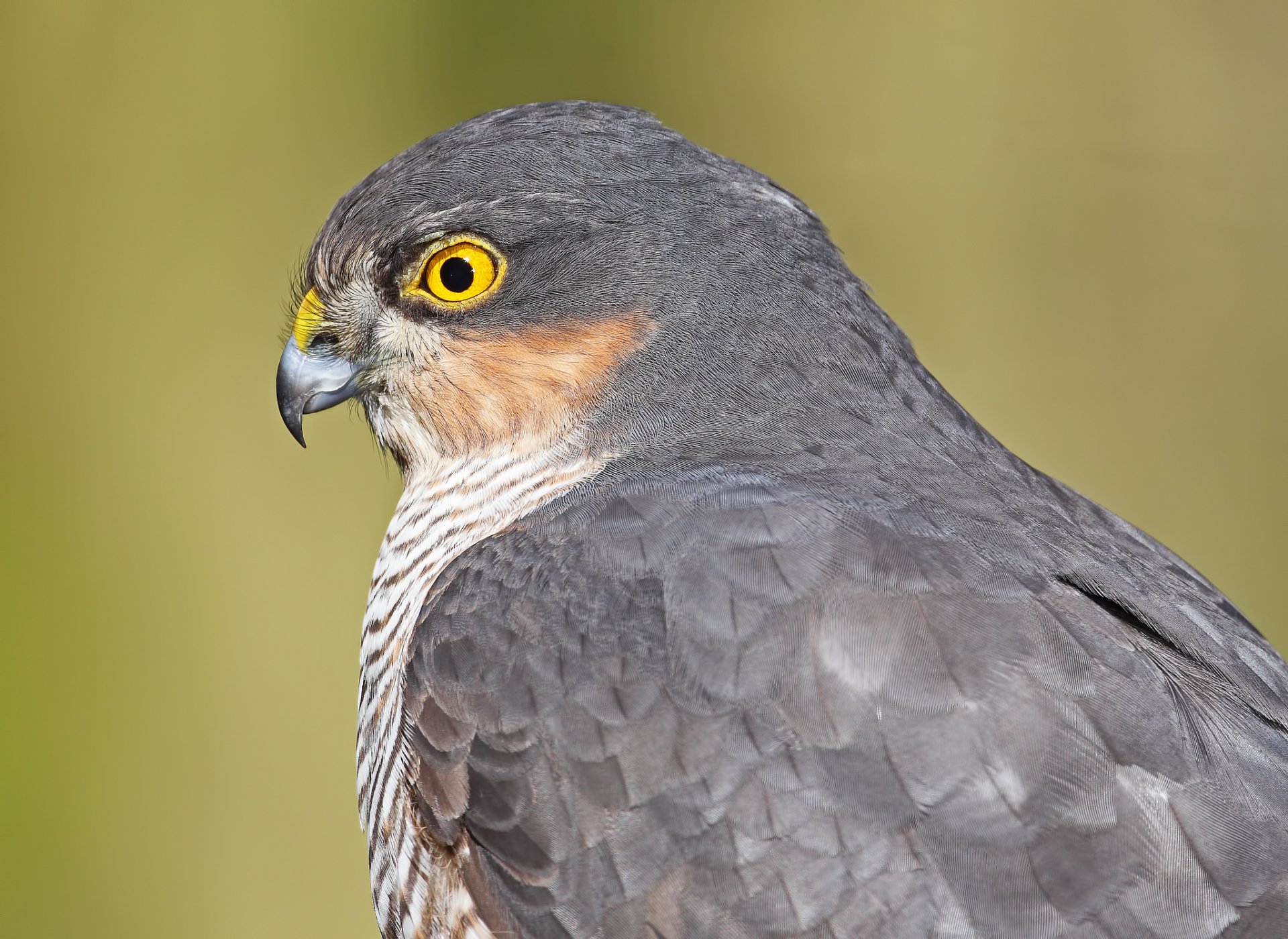 caille faucon oiseau prédateur profil vue