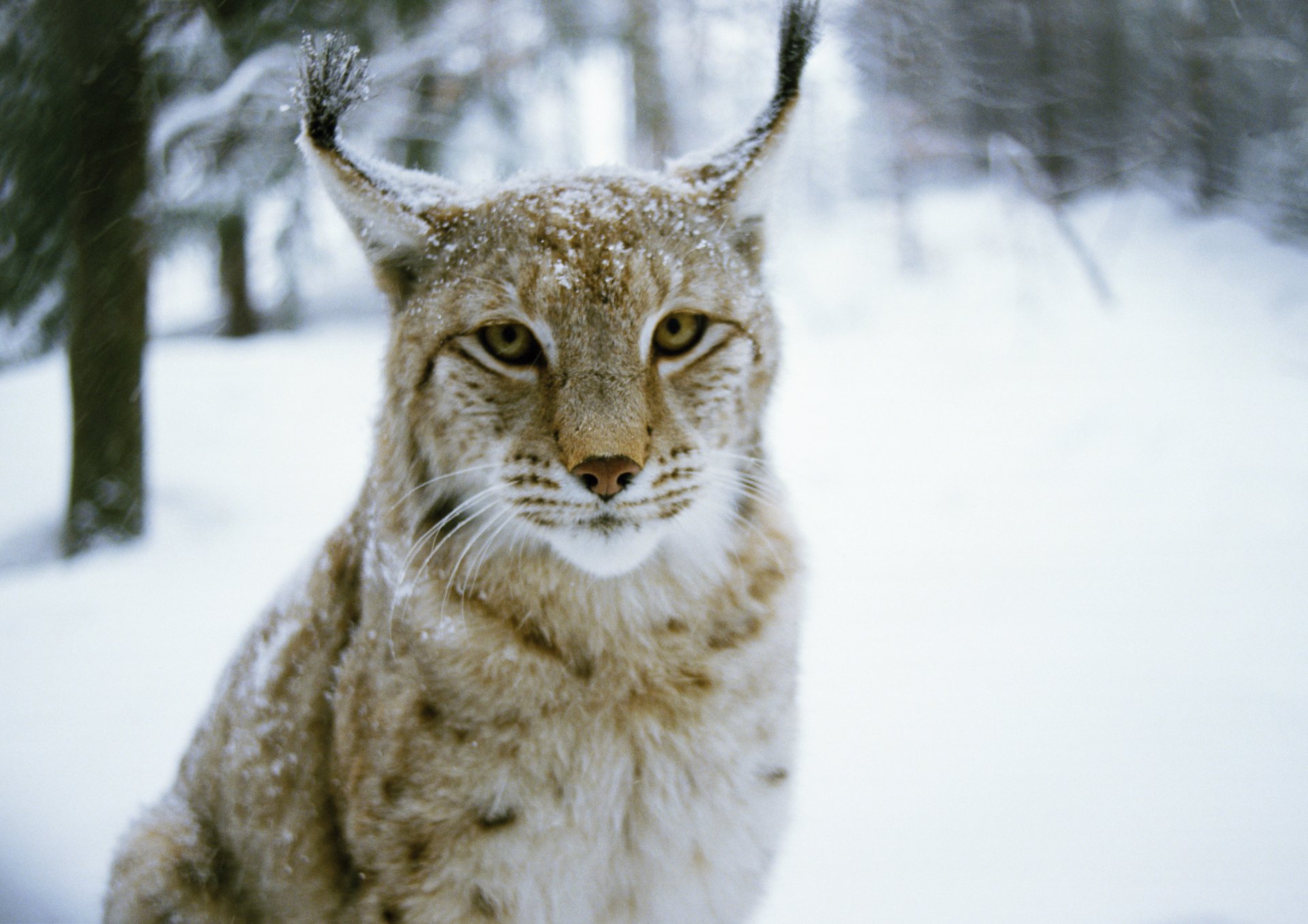 lynx forest winter predator cat tree winter cat