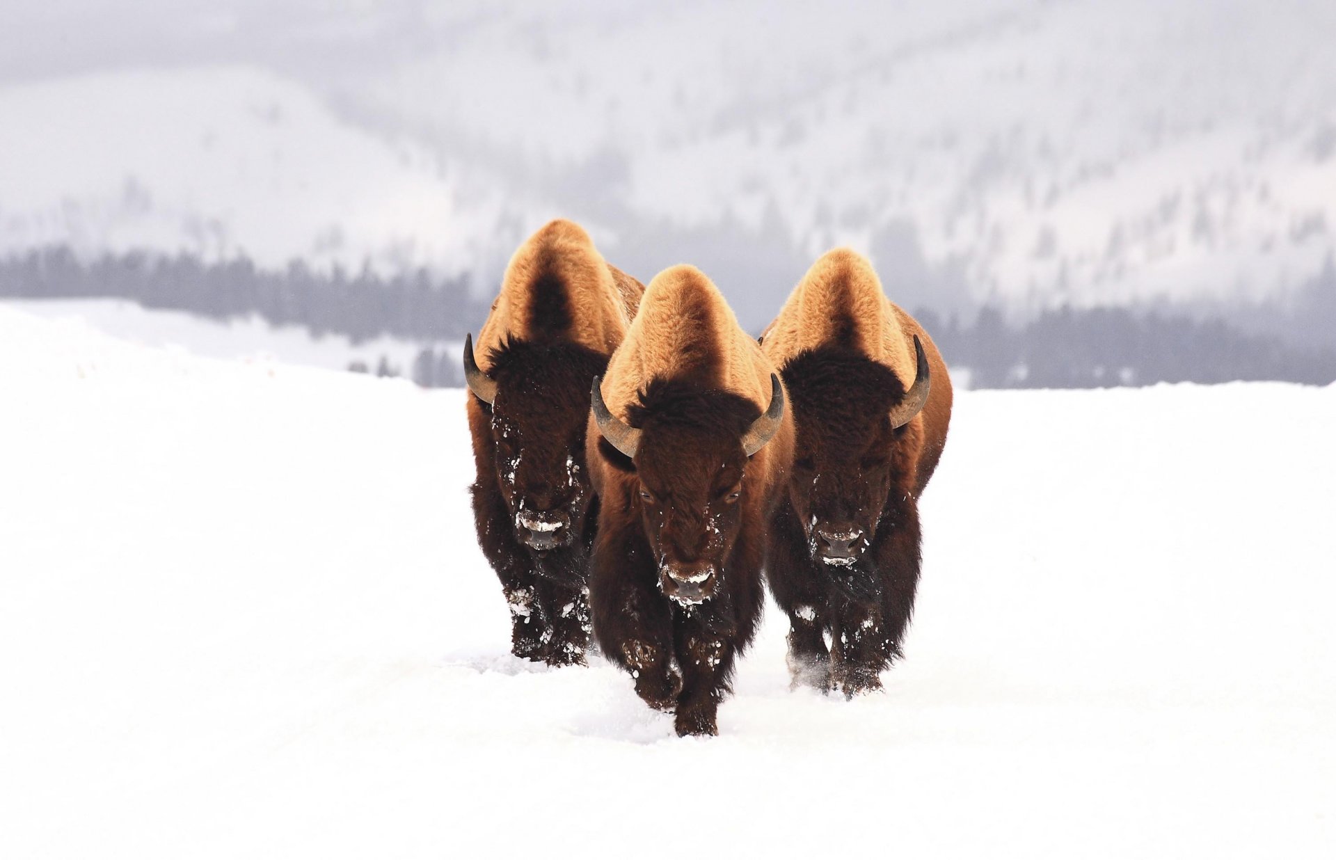 bison snow animals winter three buffalo bull