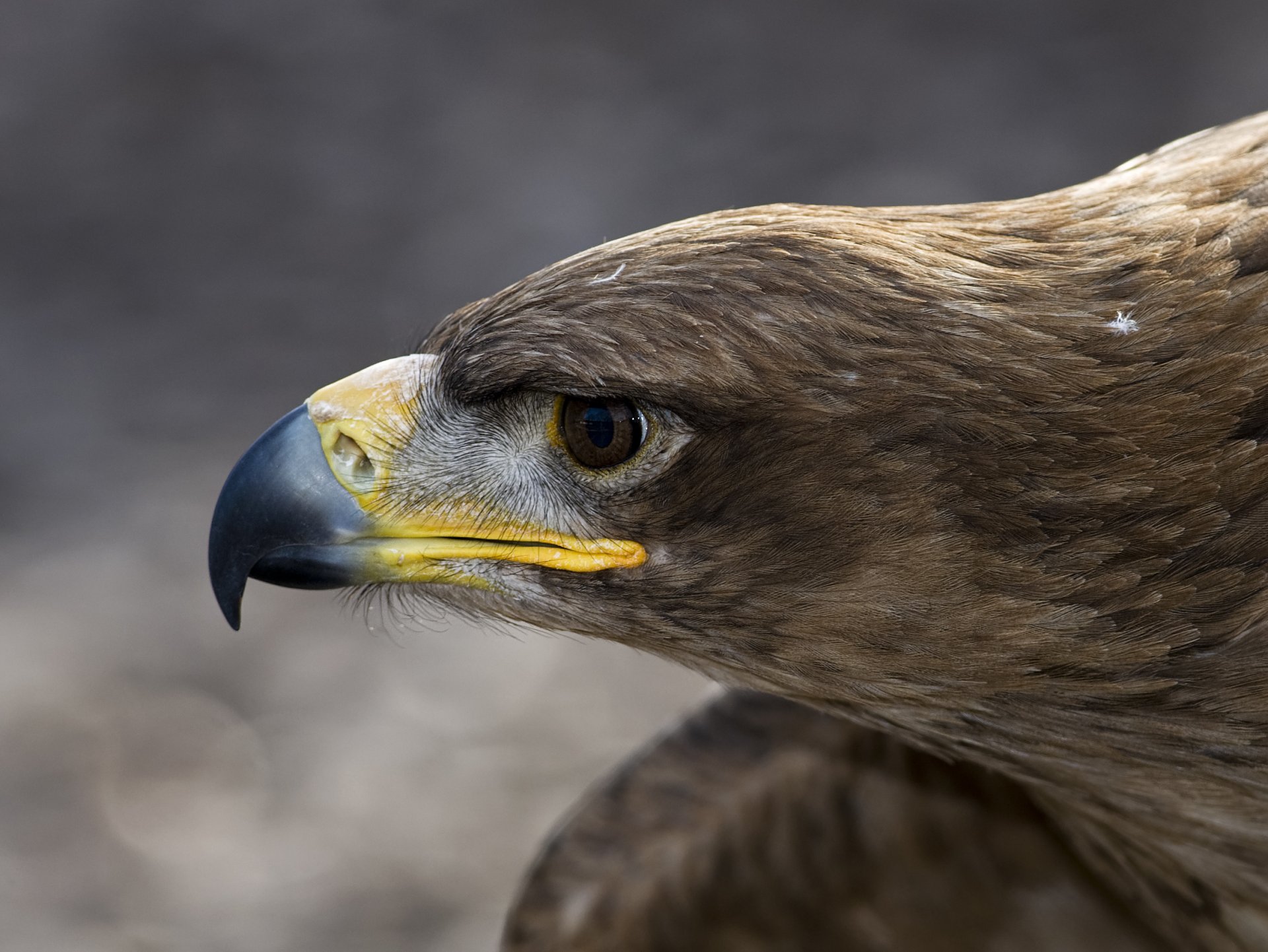 uccello testa becco aquila aquila piume macro profilo