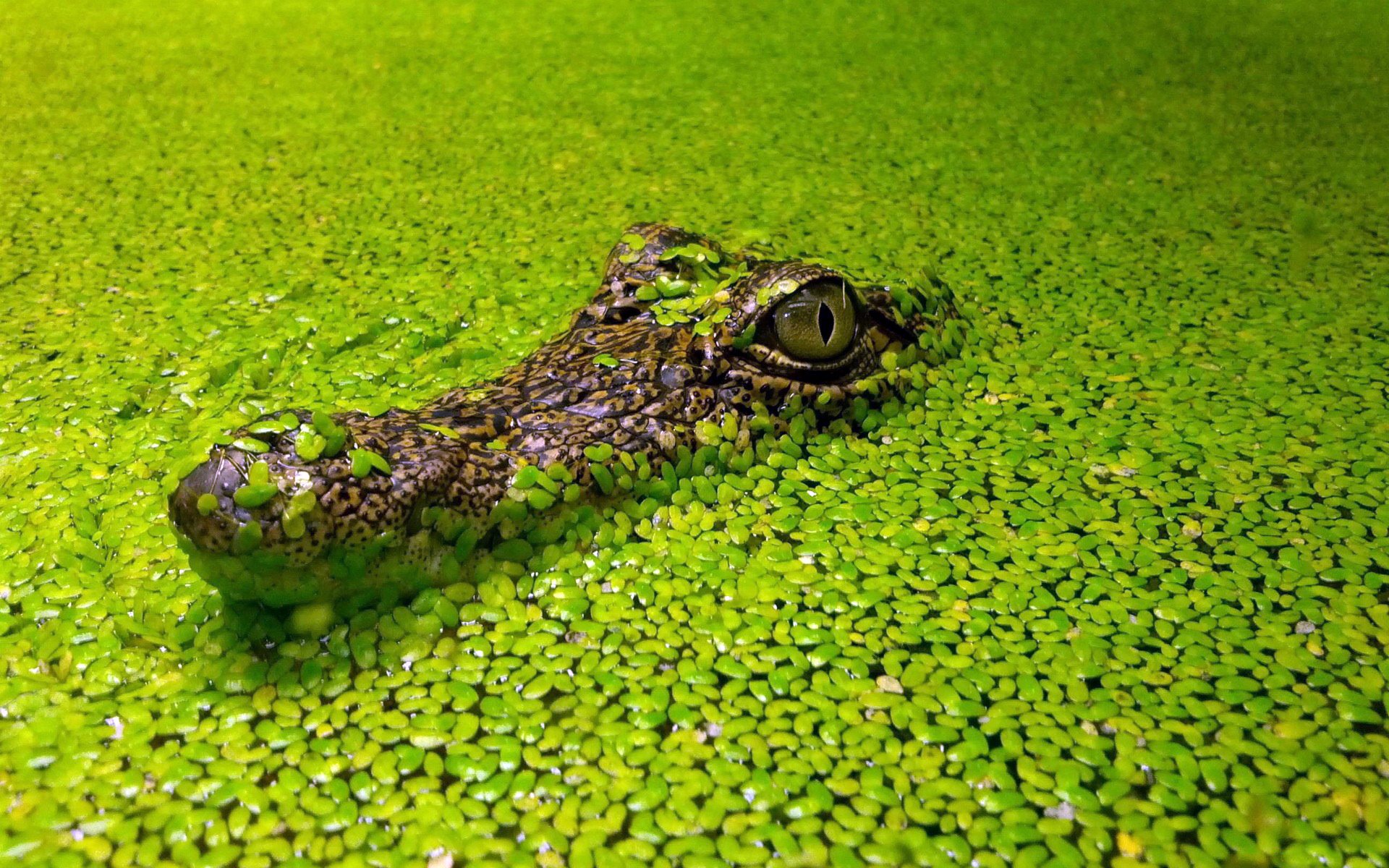 fond crocodile algues lentille d eau tête yeux