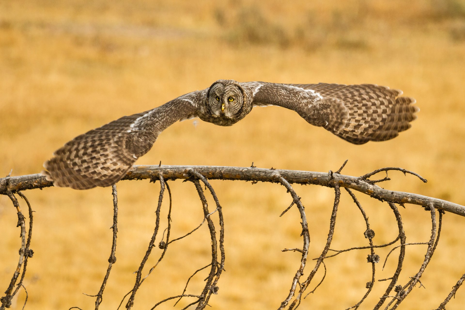 eule bärtige eule vogel bärtige eule lapplandeule