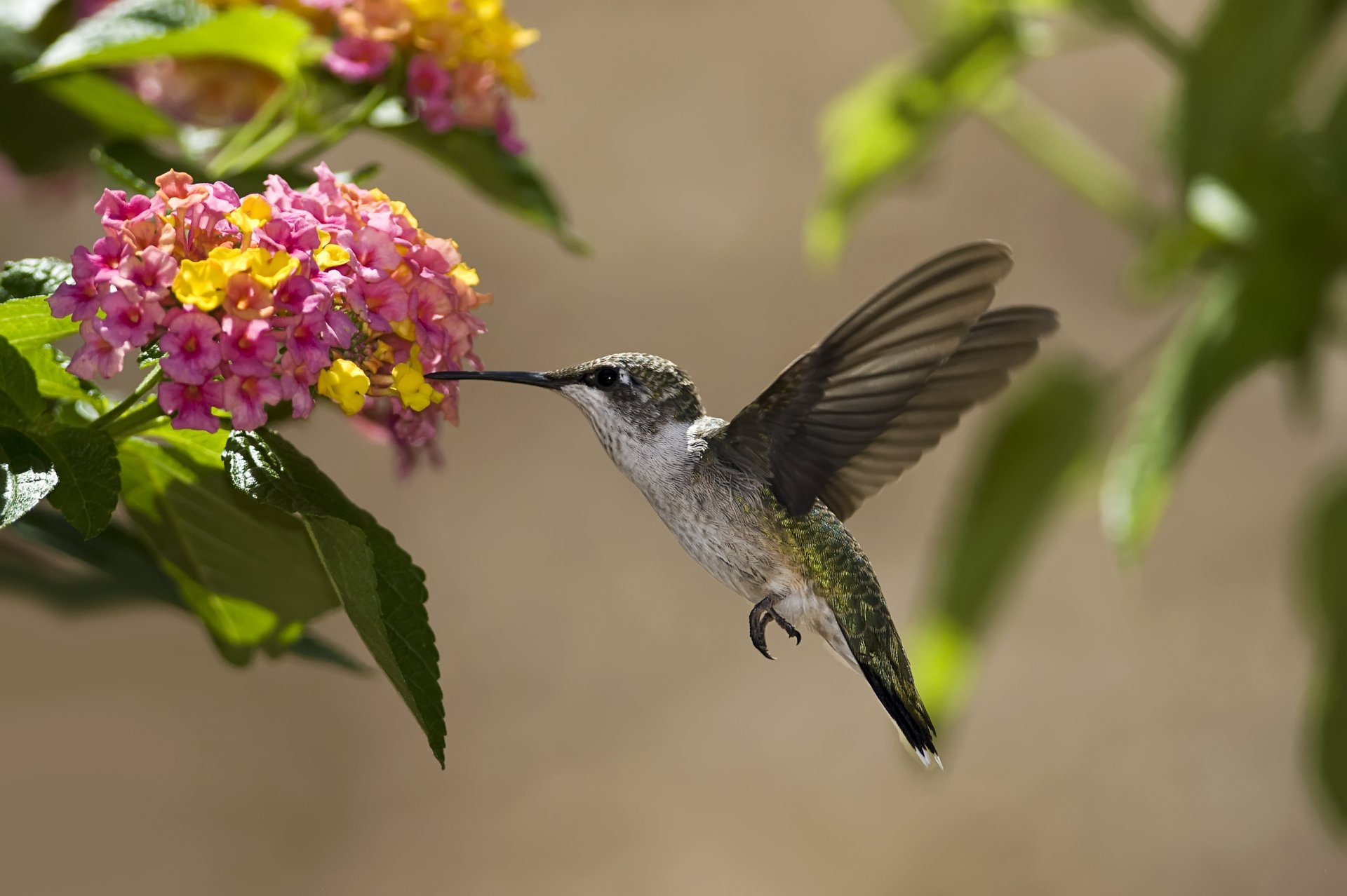 pájaro colibrí flores néctar soleado hojas