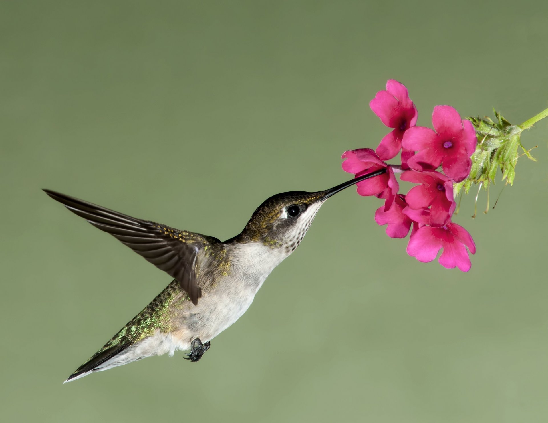 hummingbird flight flower flowers nectar hovered bird beak wings nature