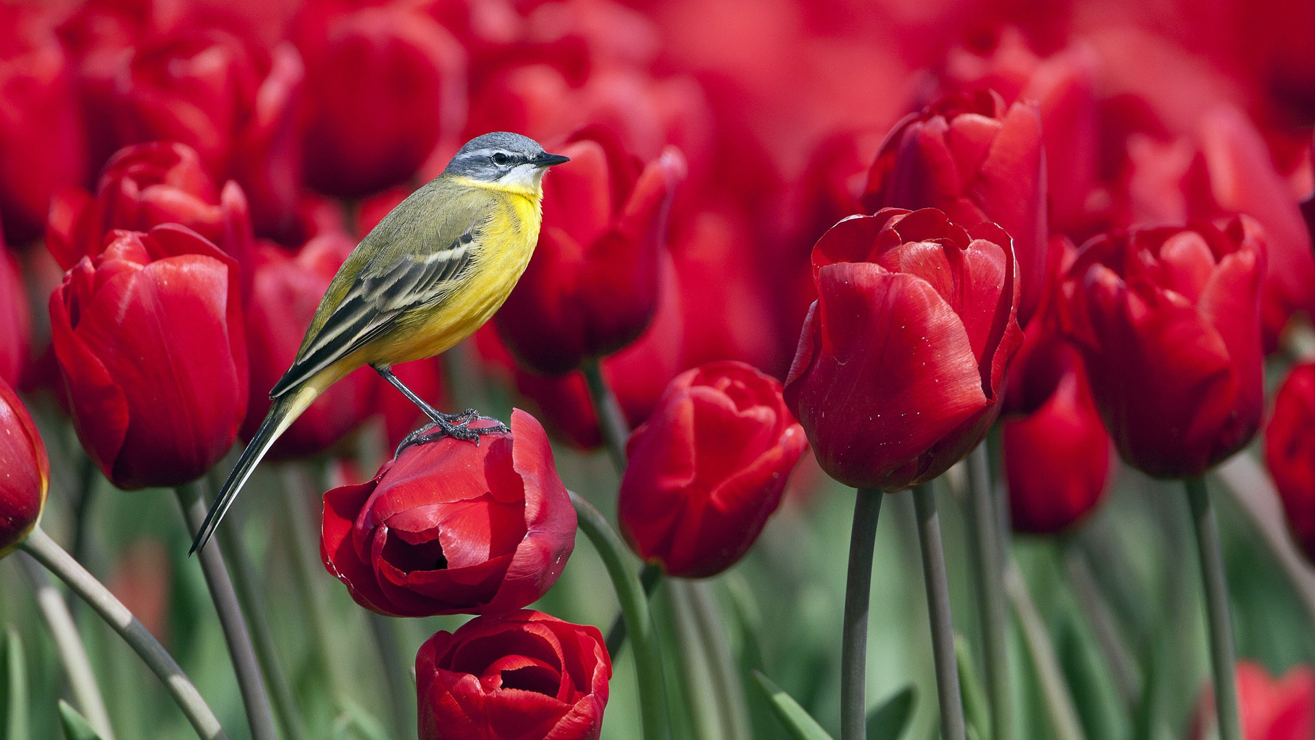 pájaro flores tulipanes