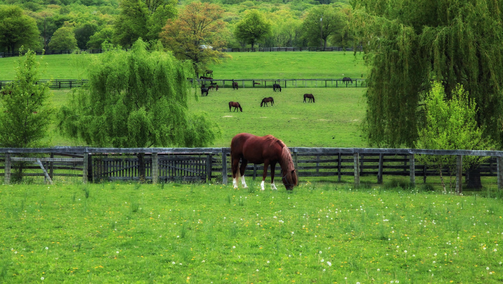 chevaux printemps en colère herbe pissenlits pâturage arbres