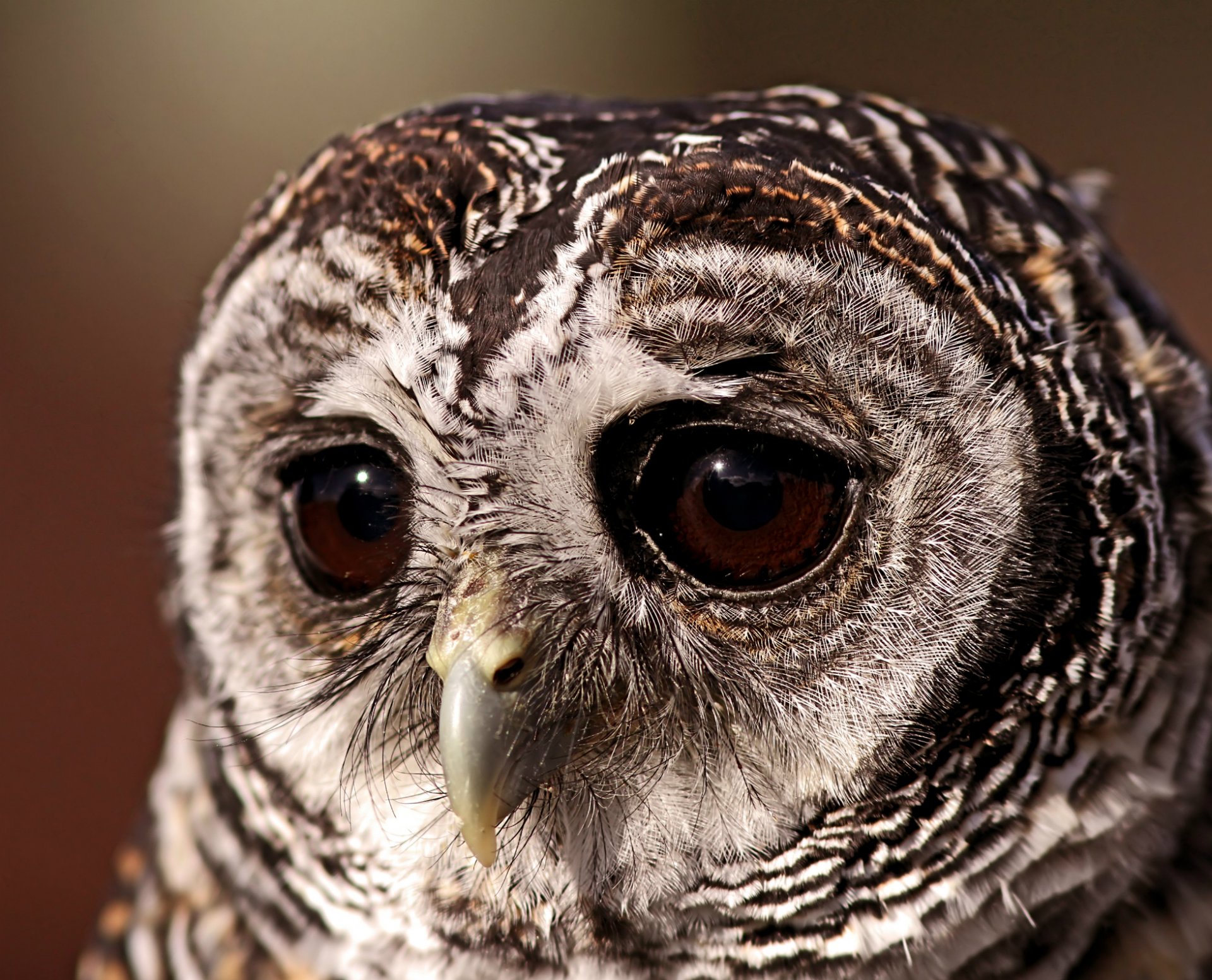 pájaro oscuro búho búho mirada triste ojos