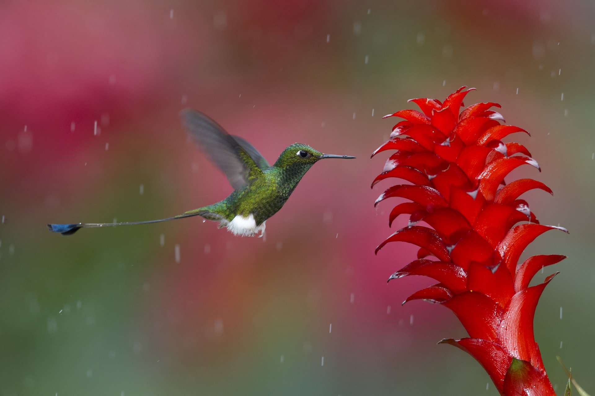 colibrí pájaro flor naturaleza momento foto colores coral verde blanco gotas agua lluvia