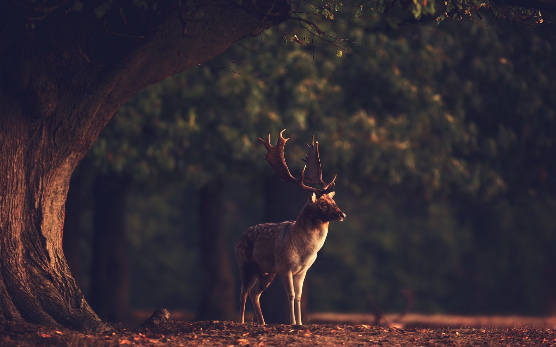 cerf nature animal forêt