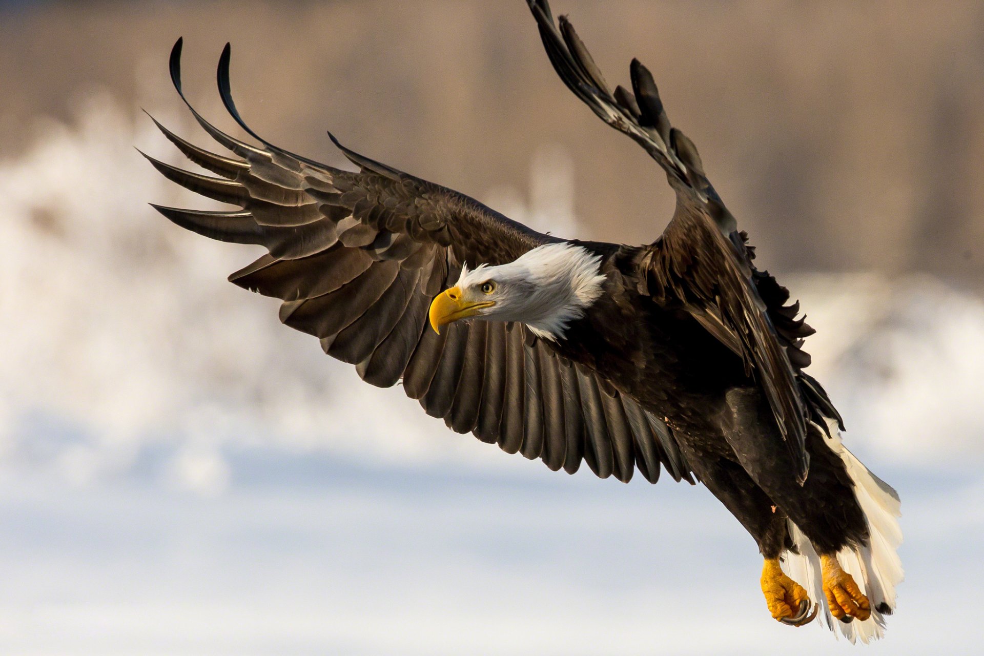 bald eagle poultry predator wing