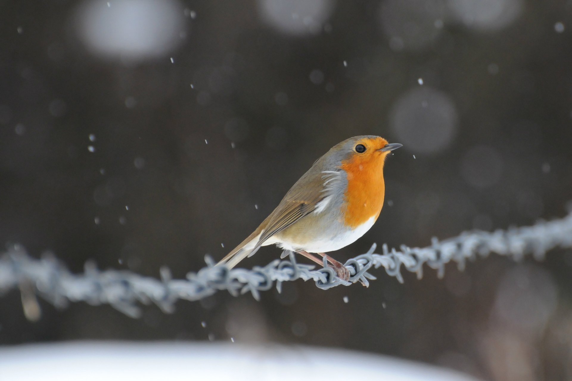 framboise oiseau birdie fil neige éblouissement