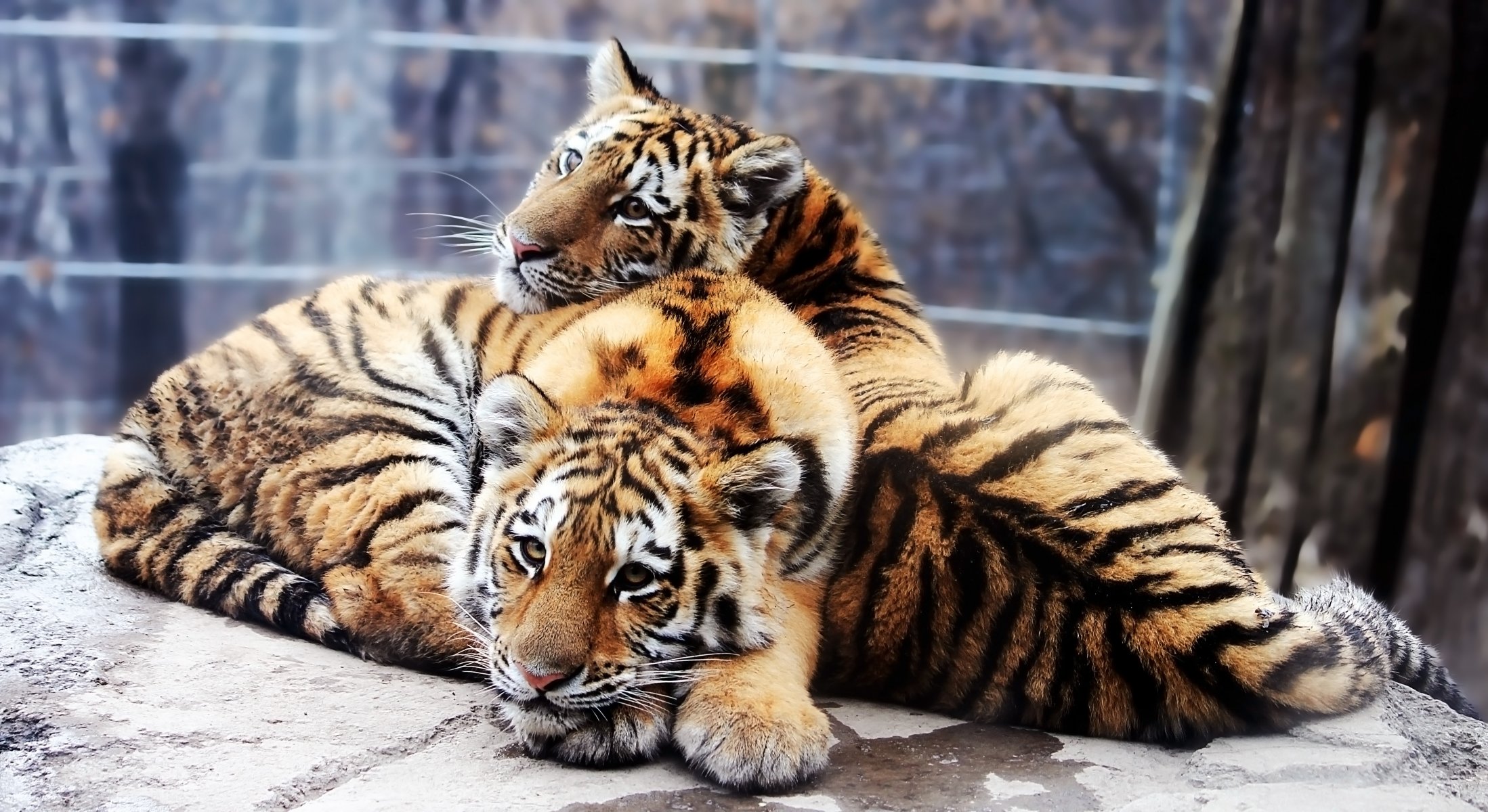 amur tiger panthera tigris altaica cub