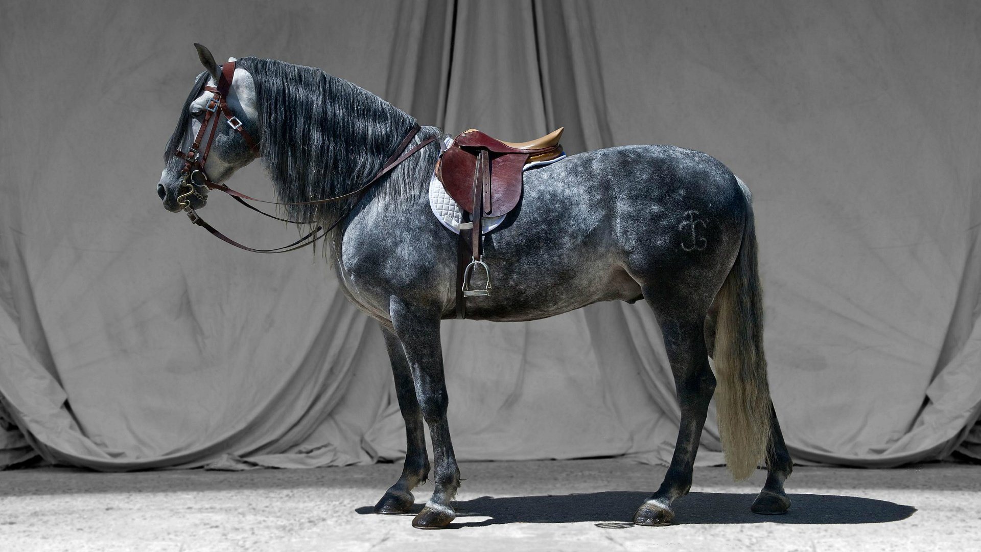 horse stallion grey bridle saddle