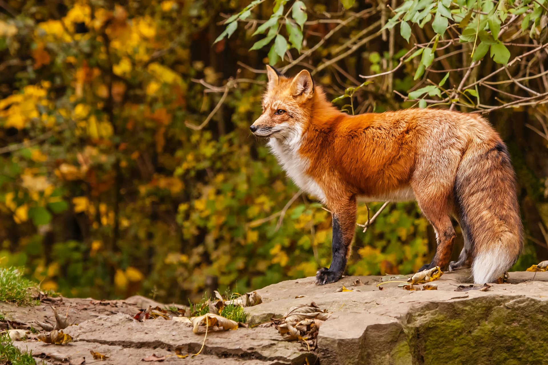 zorro zorro pelirroja otoño