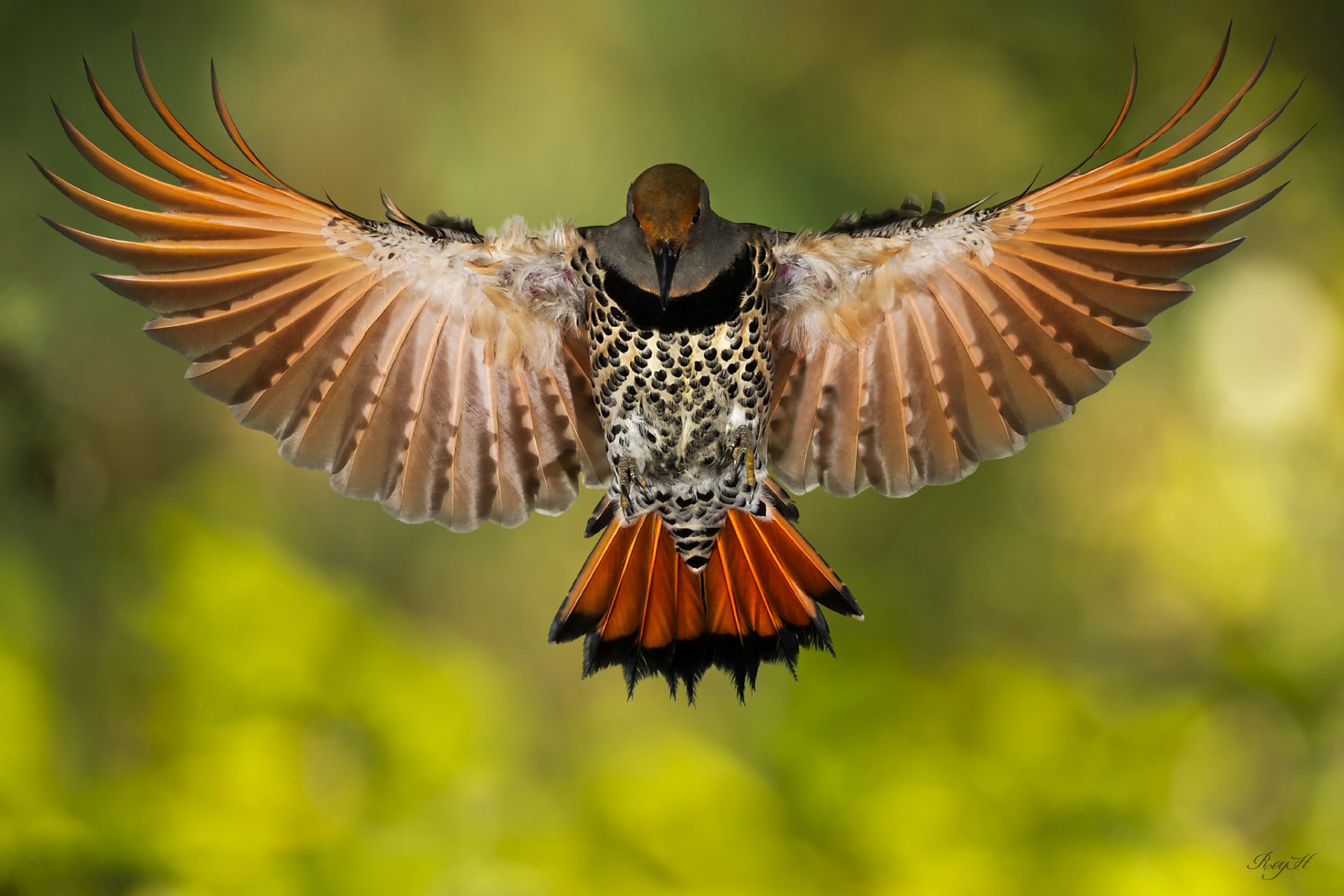 oiseau pic à ailes dorées ailes