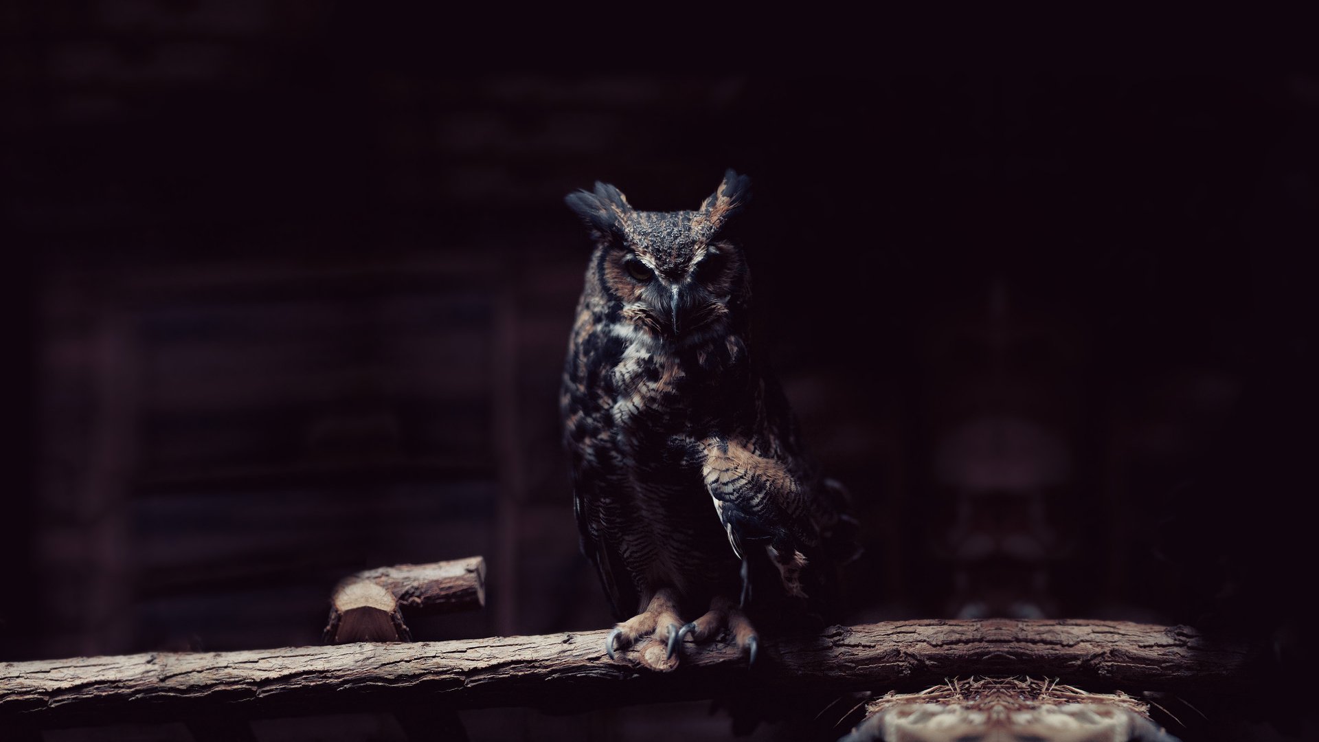 owl twilight poultry