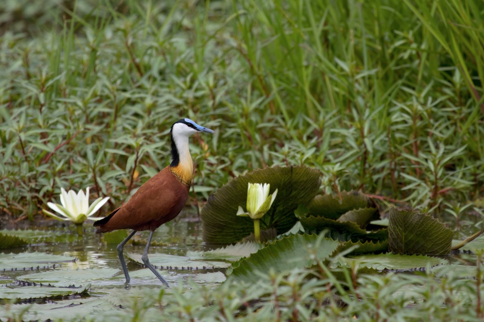 african heron pond reservoir thicket