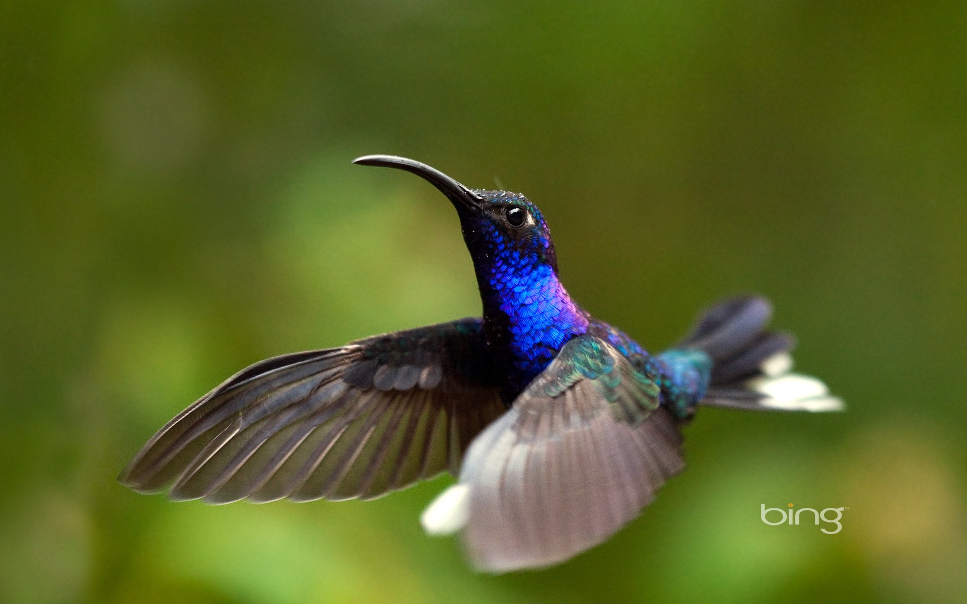 vogel kolibri fliegen grüner hintergrund