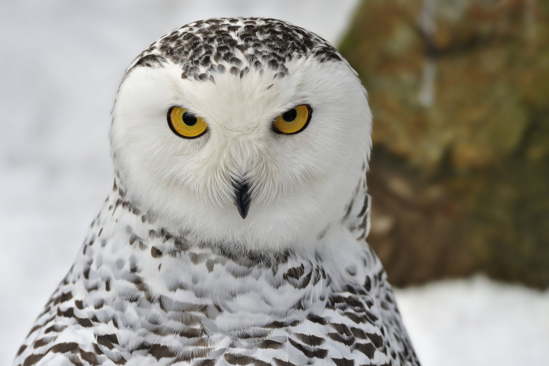 nowy owl poultry portrait view winter snow