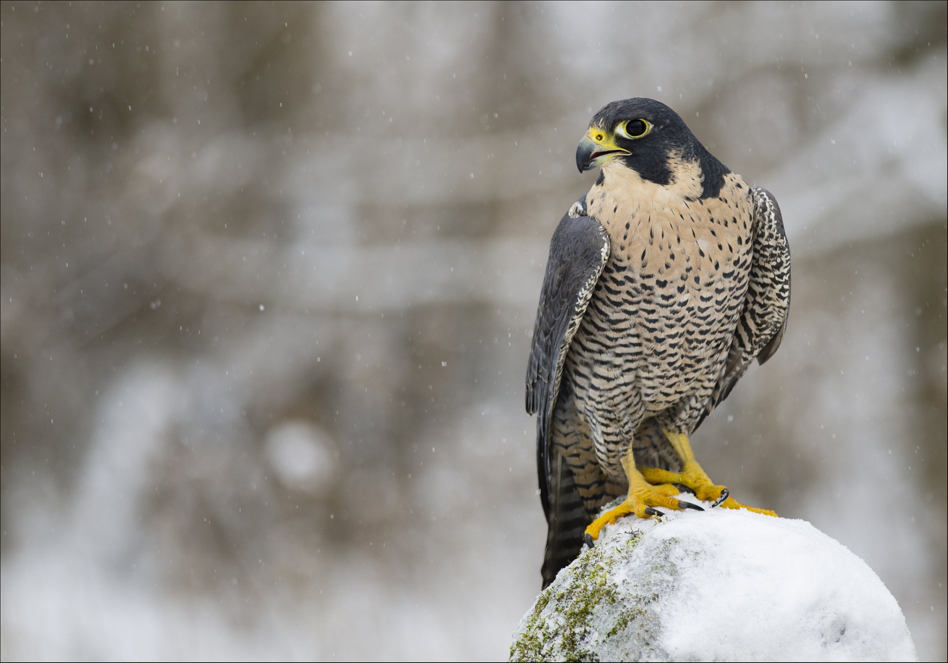 halcón peregrino halcón pájaro depredador vista perfil invierno nieve