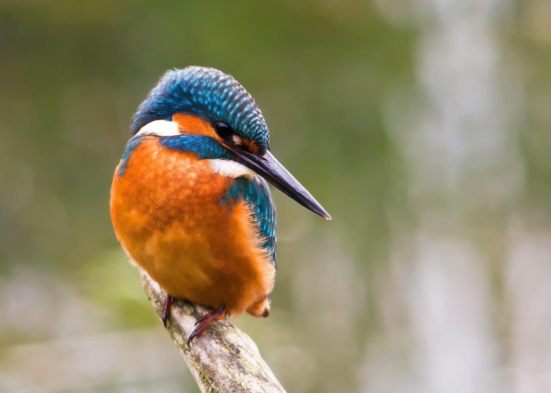 oiseau martin-pêcheur commun alcedo atthis martin-pêcheur branche fond bokeh