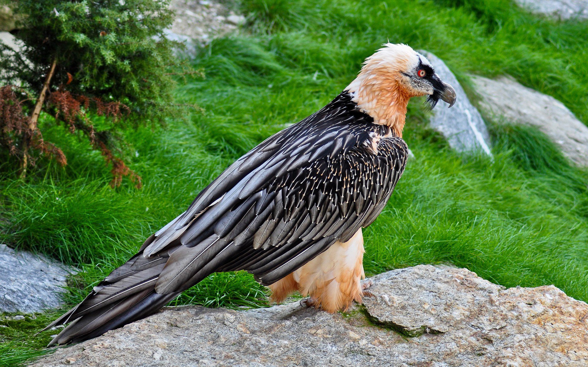 poultry eagle feathers red eyes view grass is stone beak