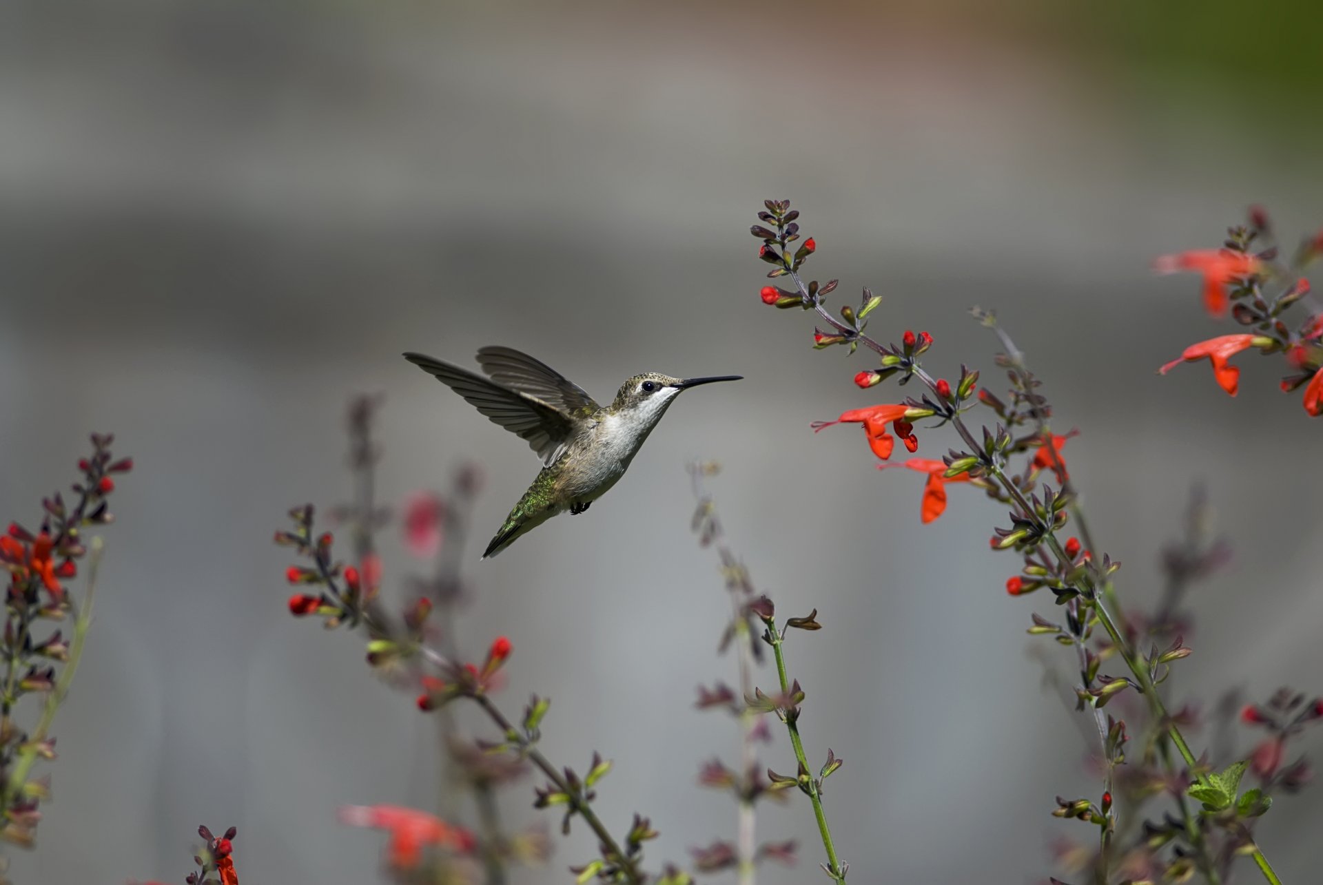 vogel kolibri fliegen blumen rot