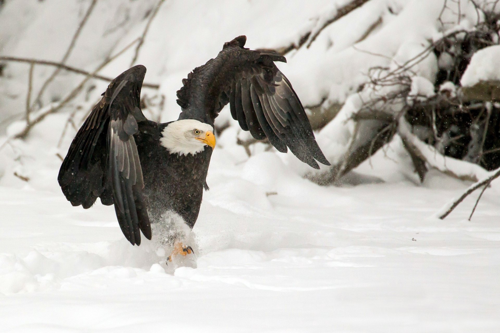 oiseau prédateur ailes griffes hiver neige