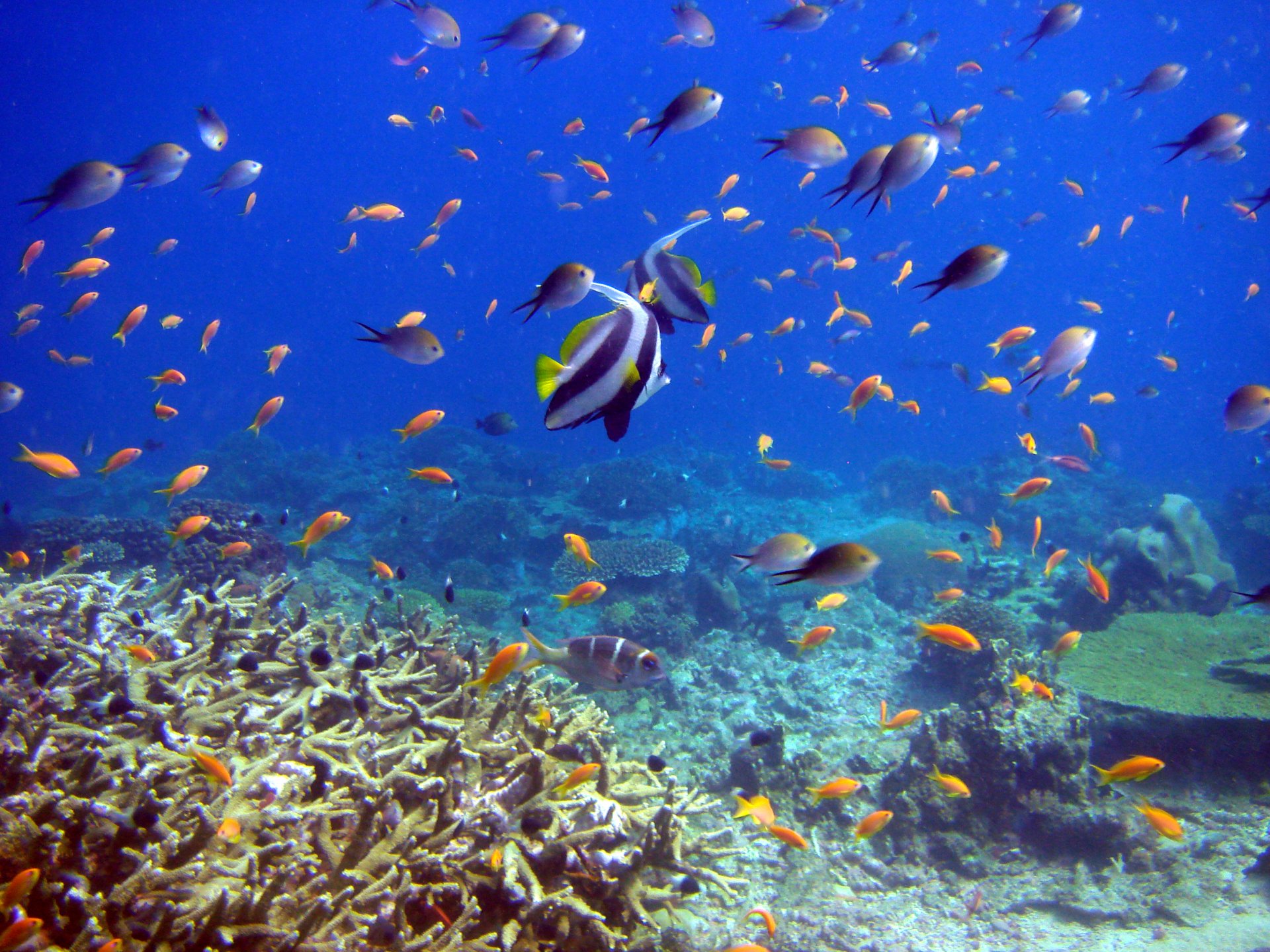 pesci coralli mondo sottomarino barriera corallina e pesci