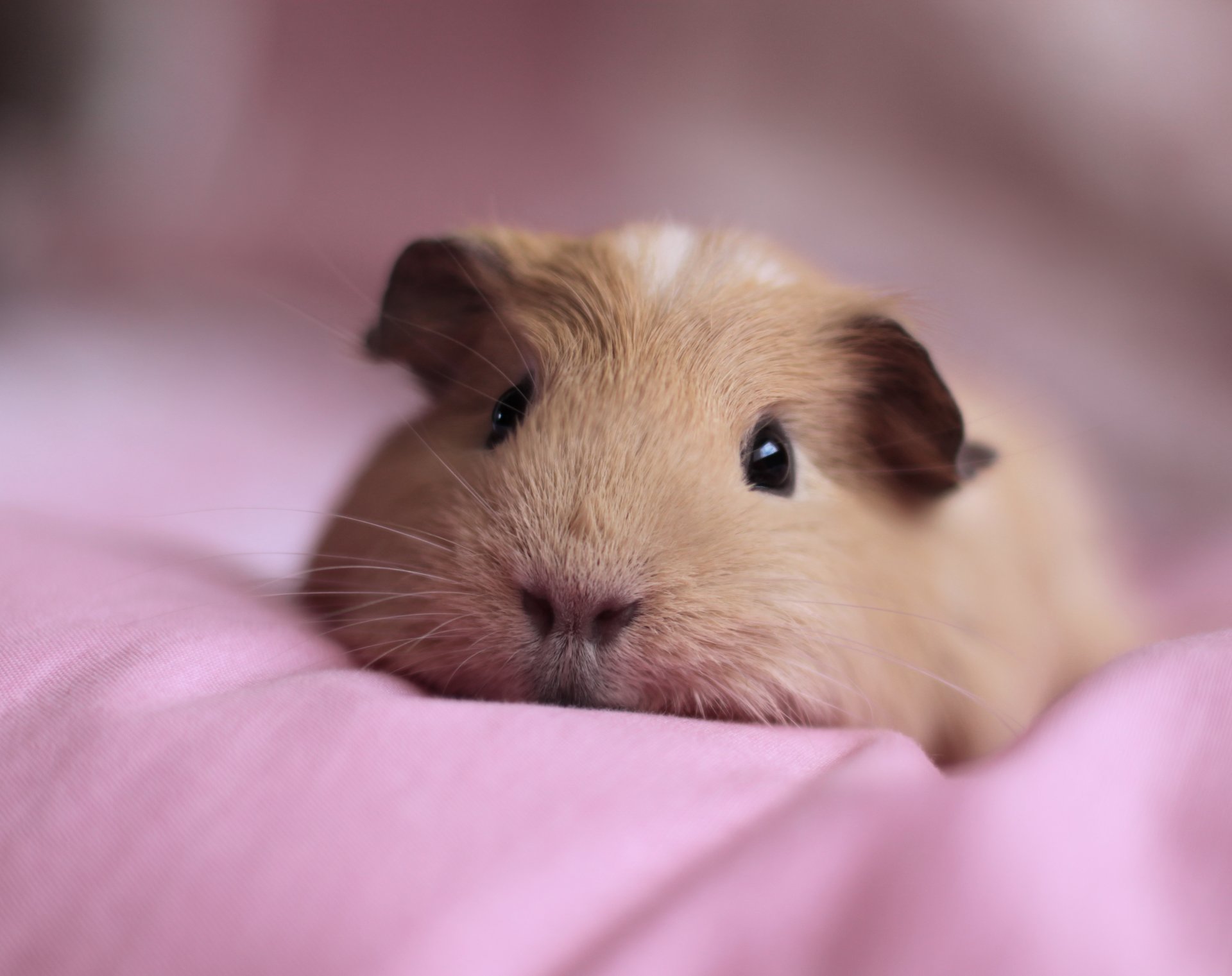 cavia muso animale si trova