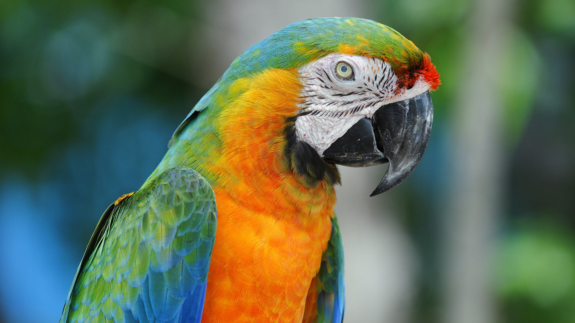 pájaro loro guacamayo