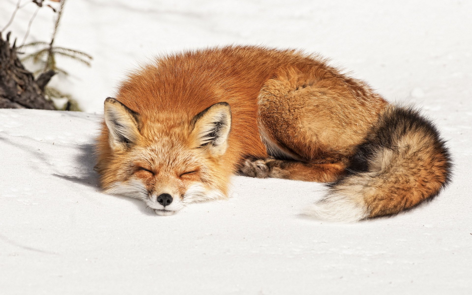 fox winter snow