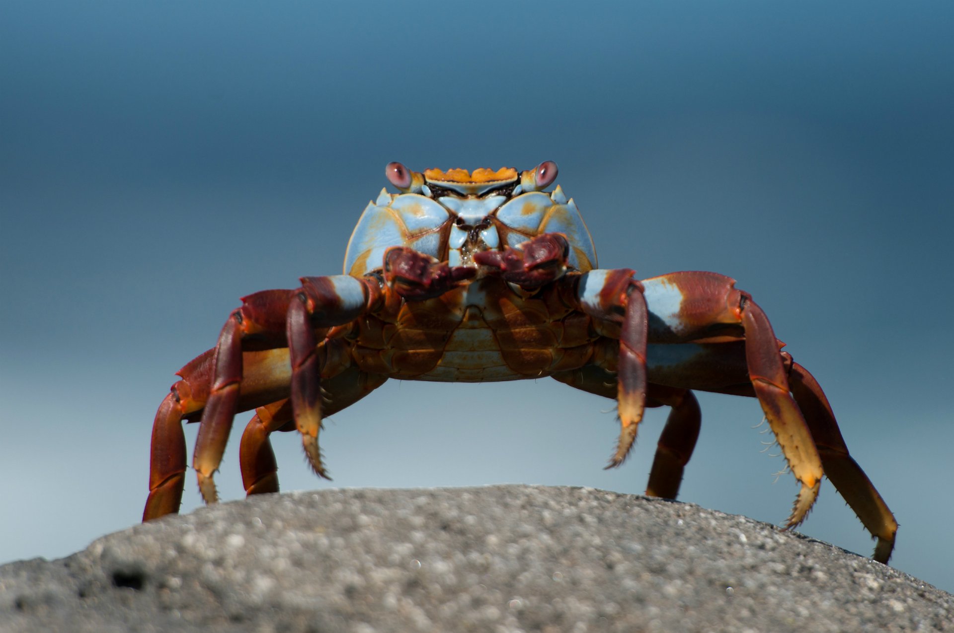 crabe pierre turquoise fond gros plan