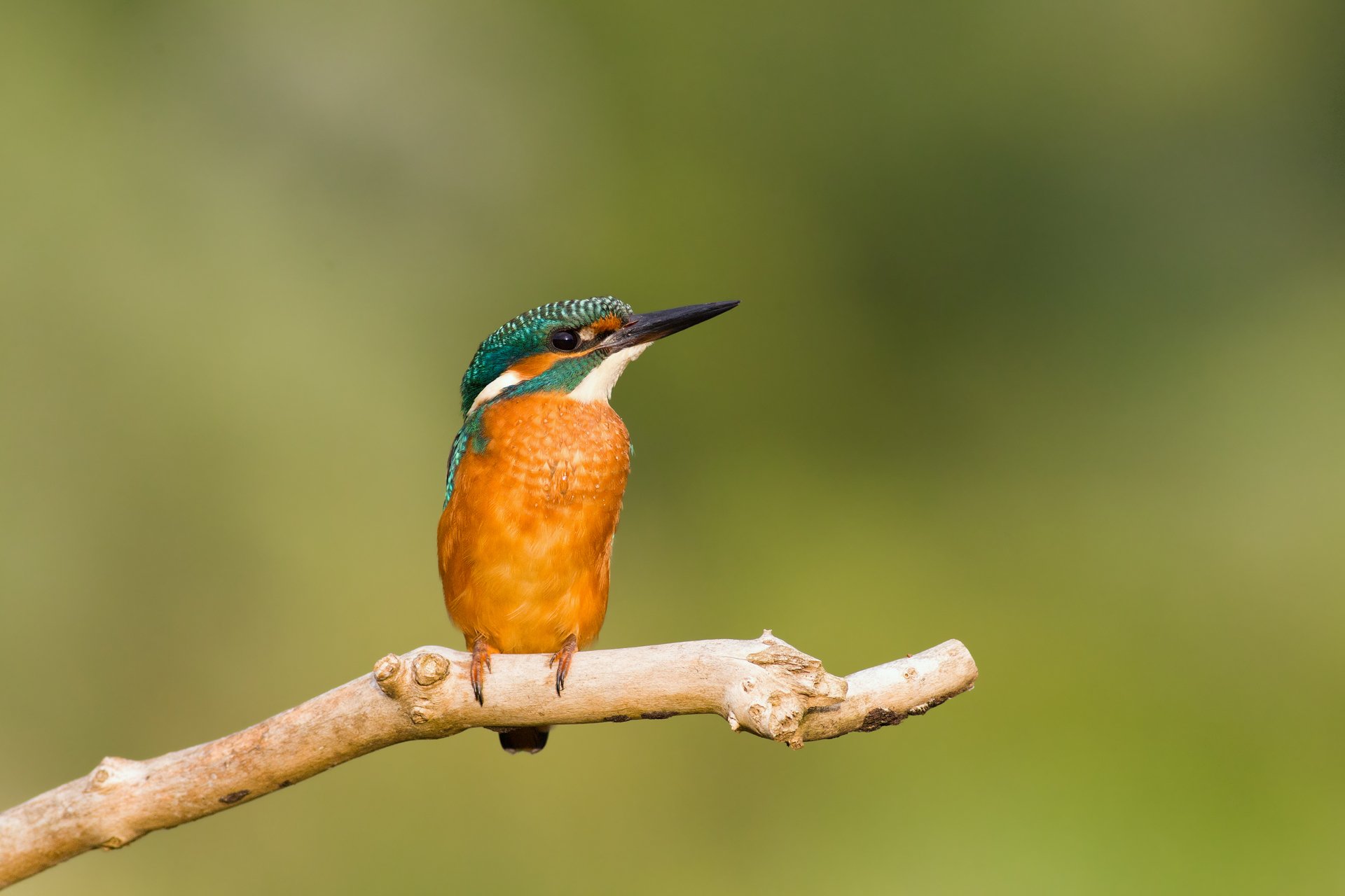 ptak zimorodek kingfisher gałąź tło