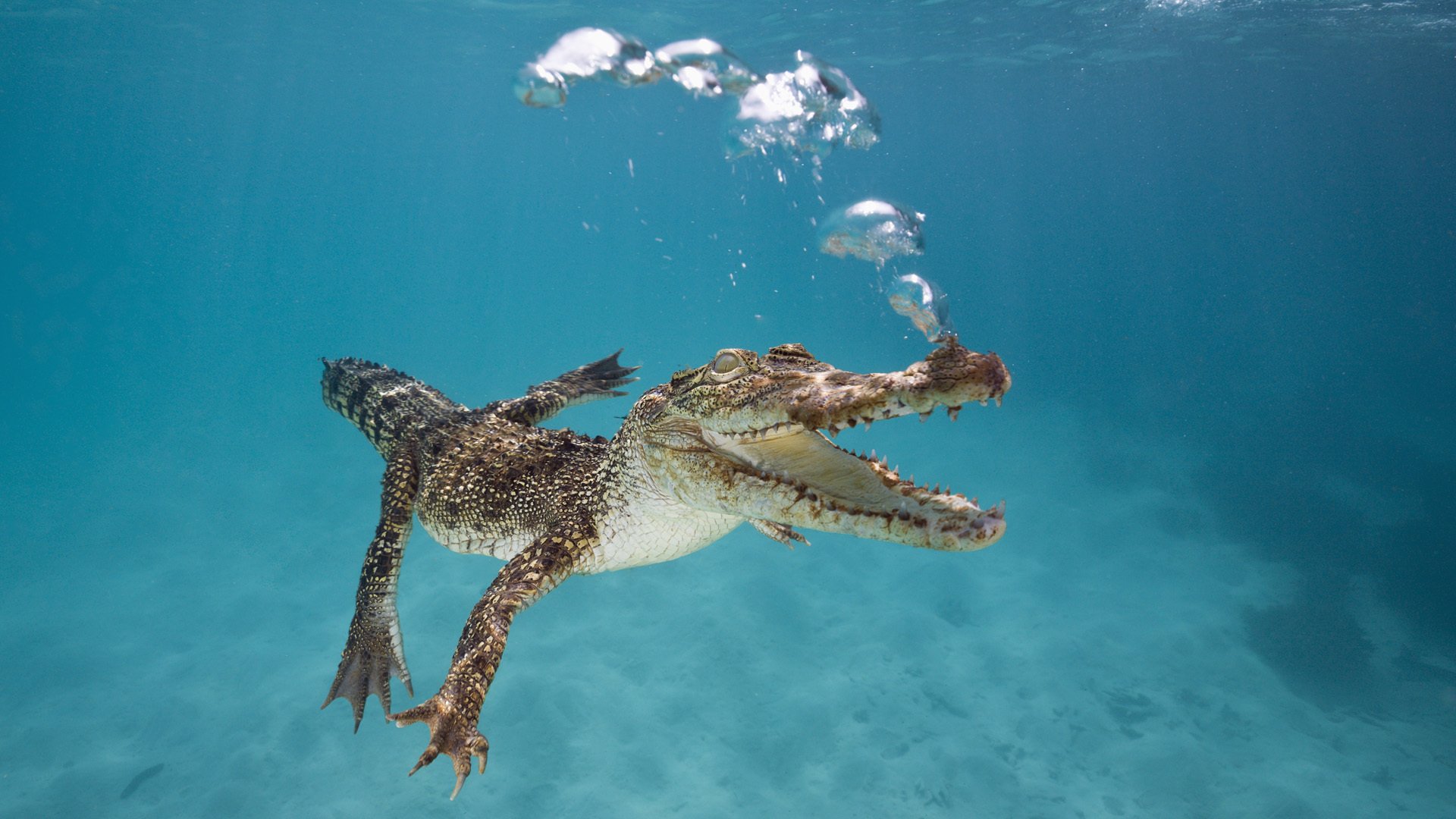 crocodile sailing under water bubbles fall australia