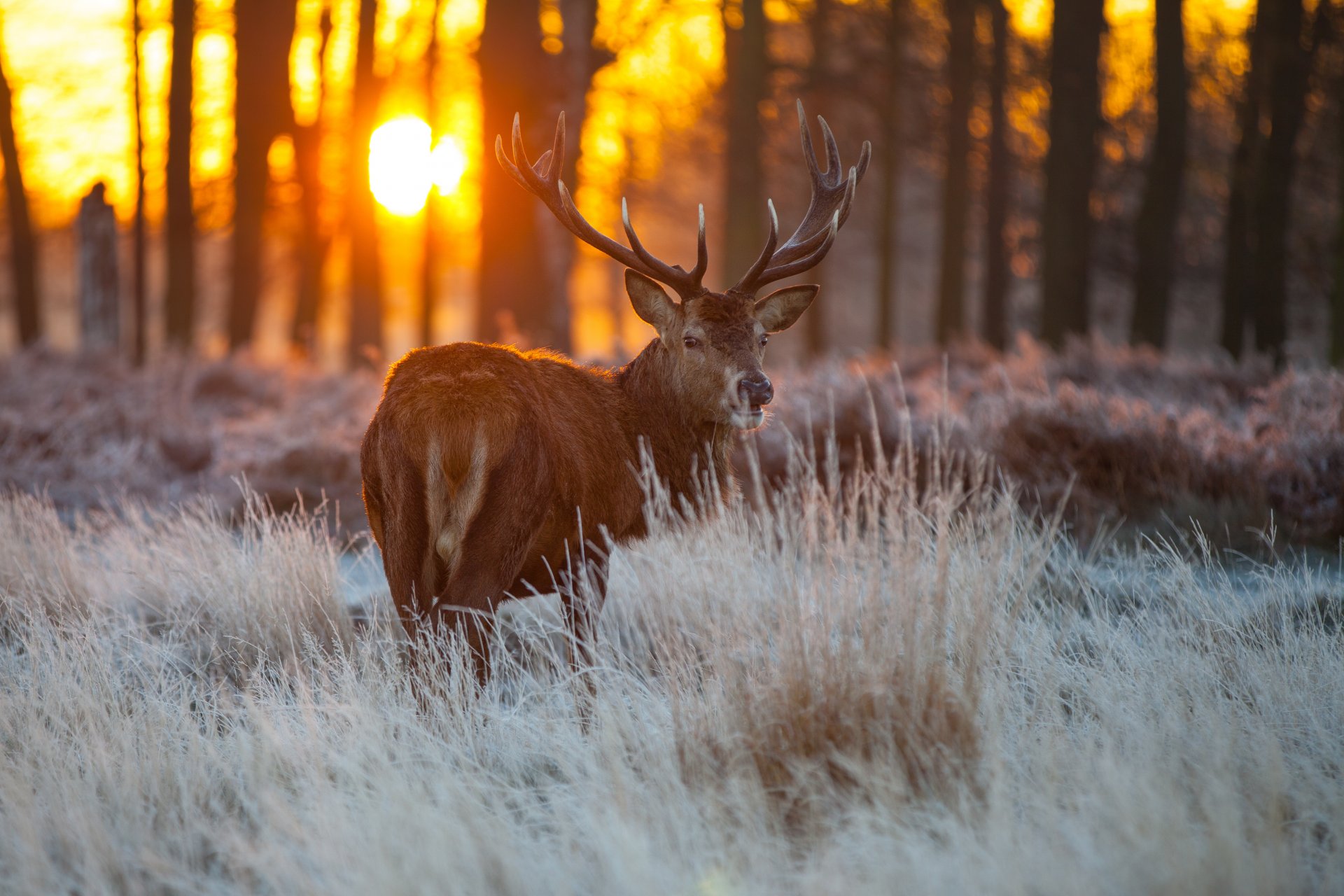 drzewa trawa jeleń widok słońce natura