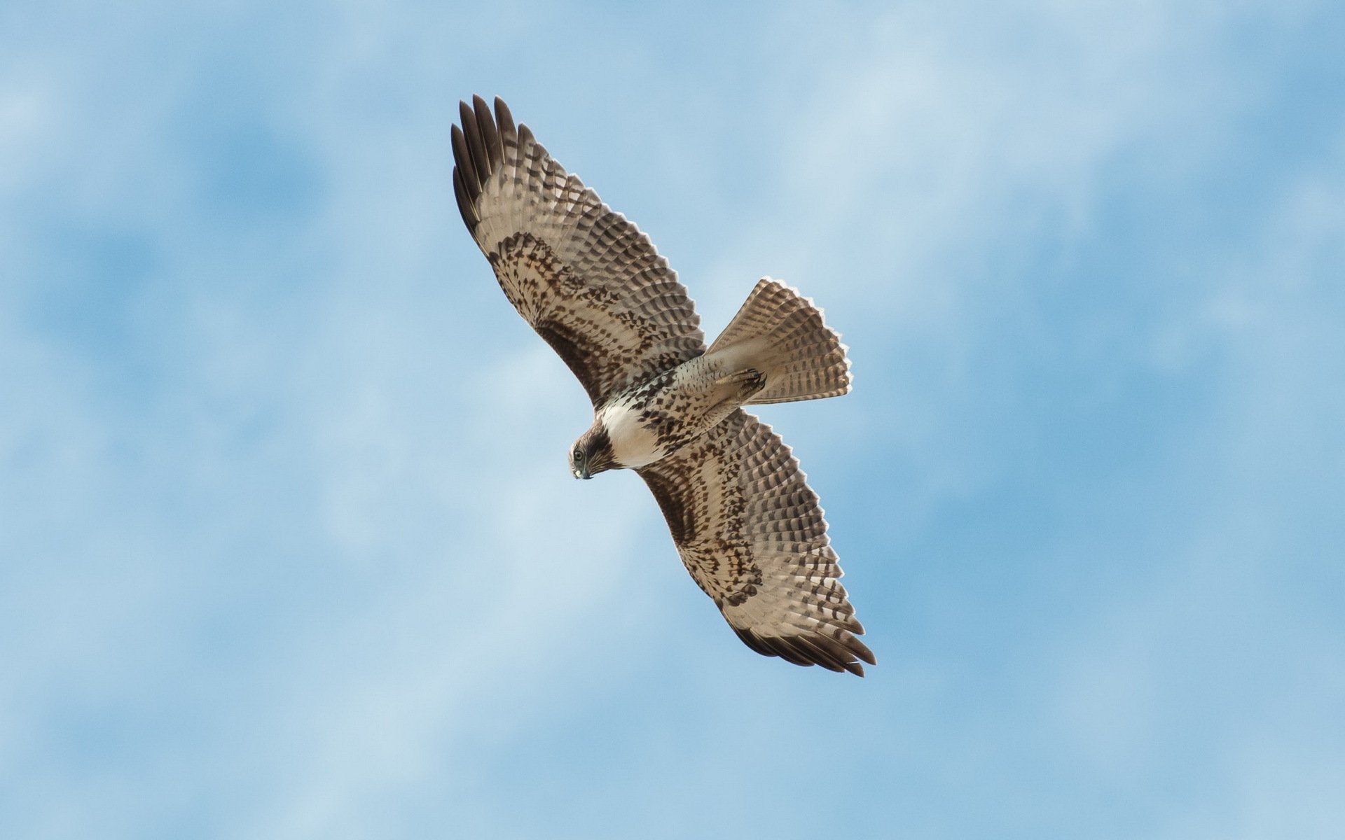 uccello falco cielo