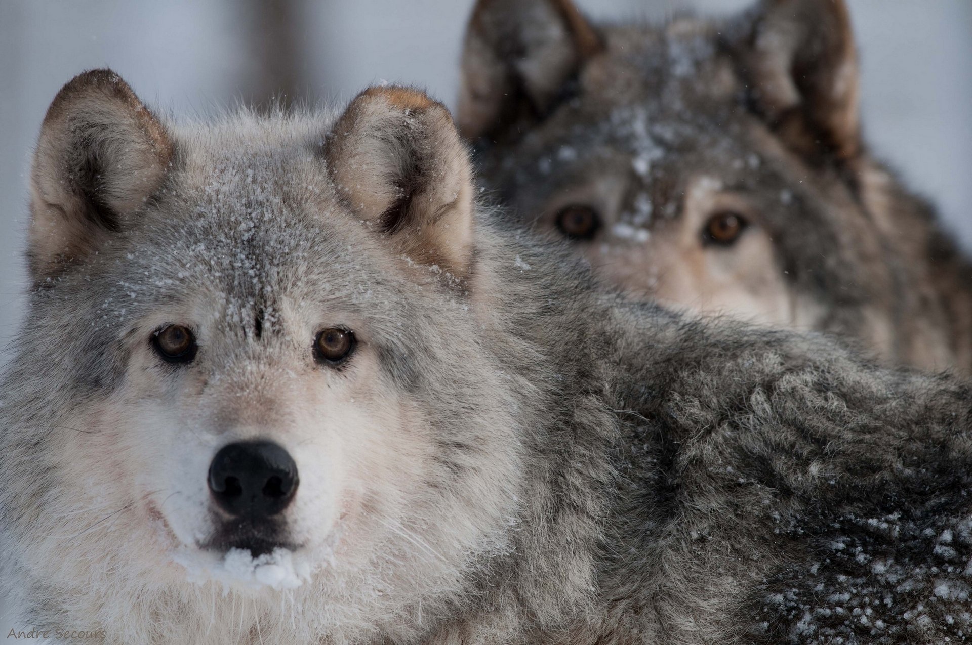 wolf raubtier blick