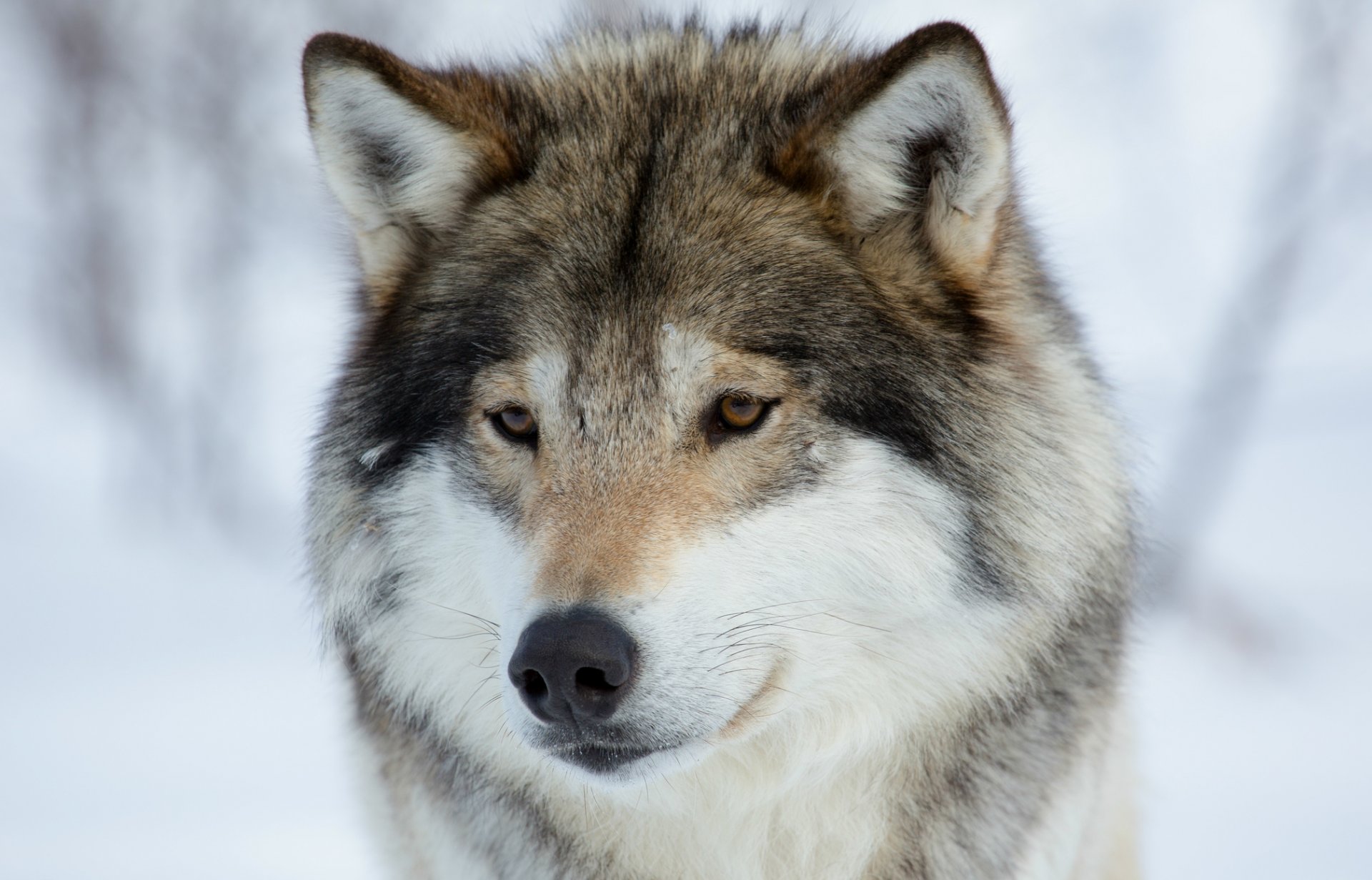 wolf sad view snout portrait predator