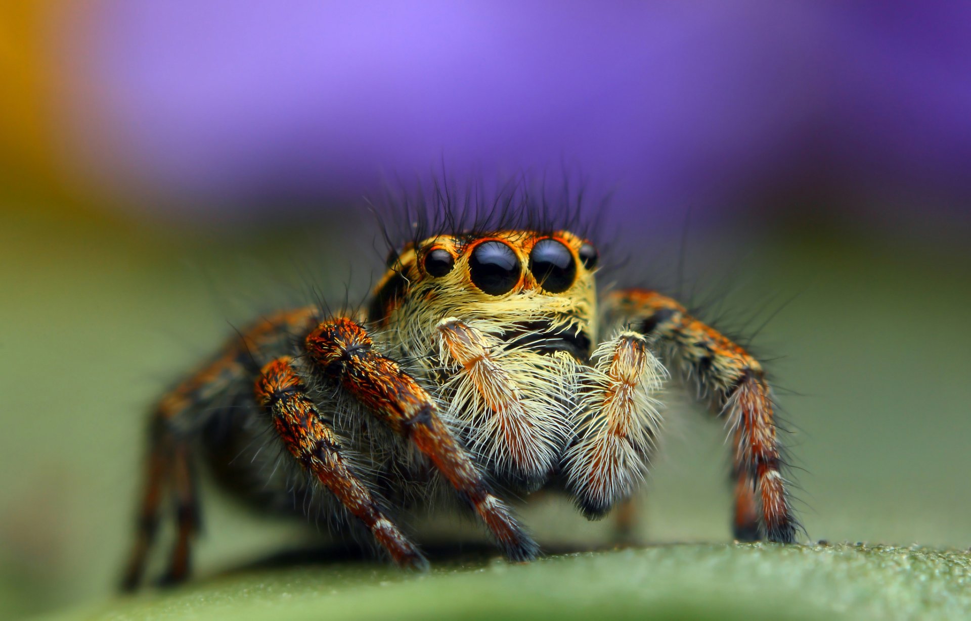 gros plan araignée jumper fond