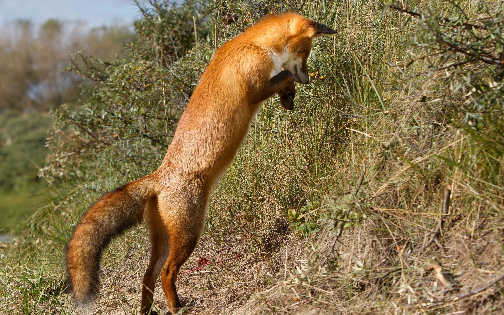 fuchs natur hintergrund