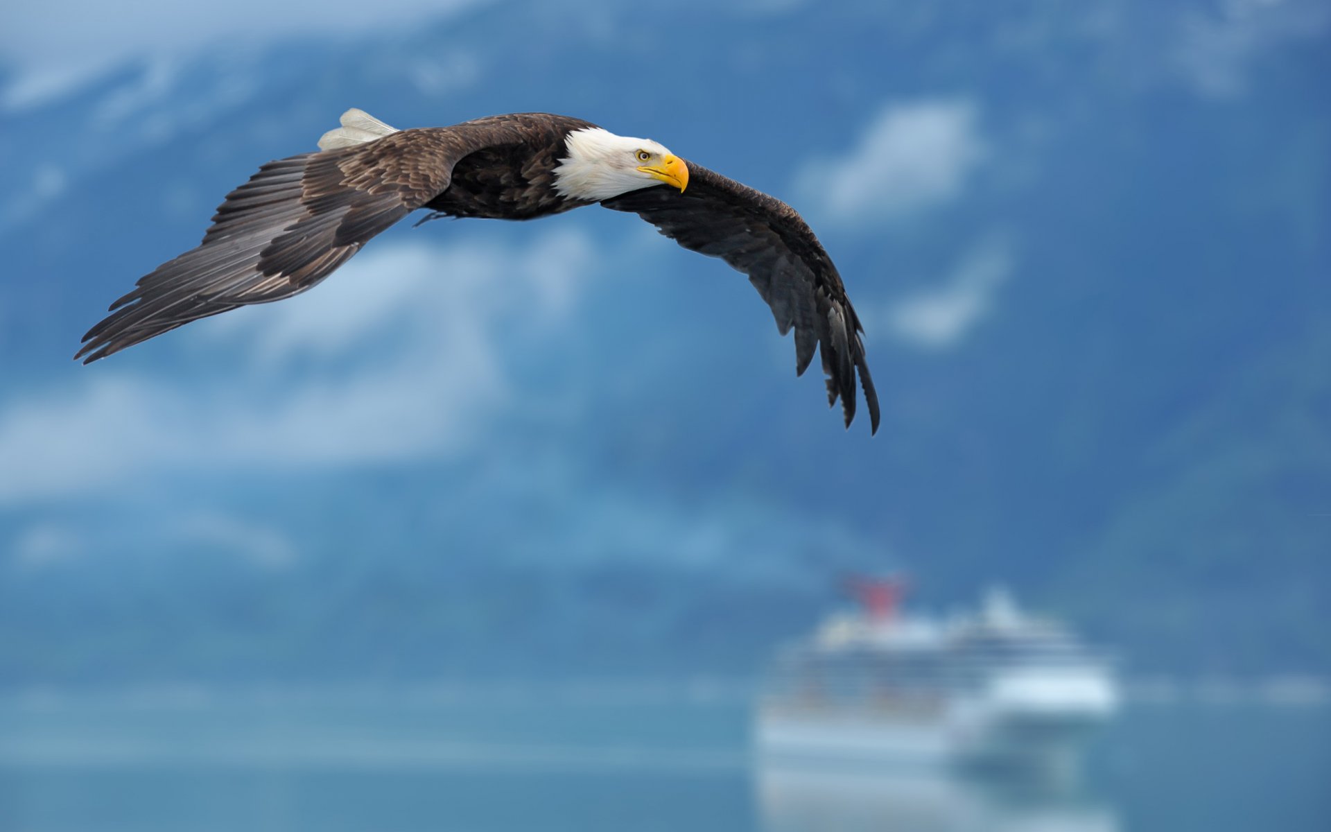 eagle wings sky background ship