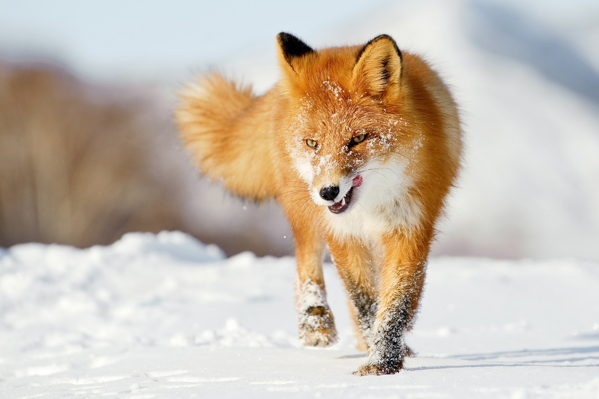 fox snow winter fox tongue red