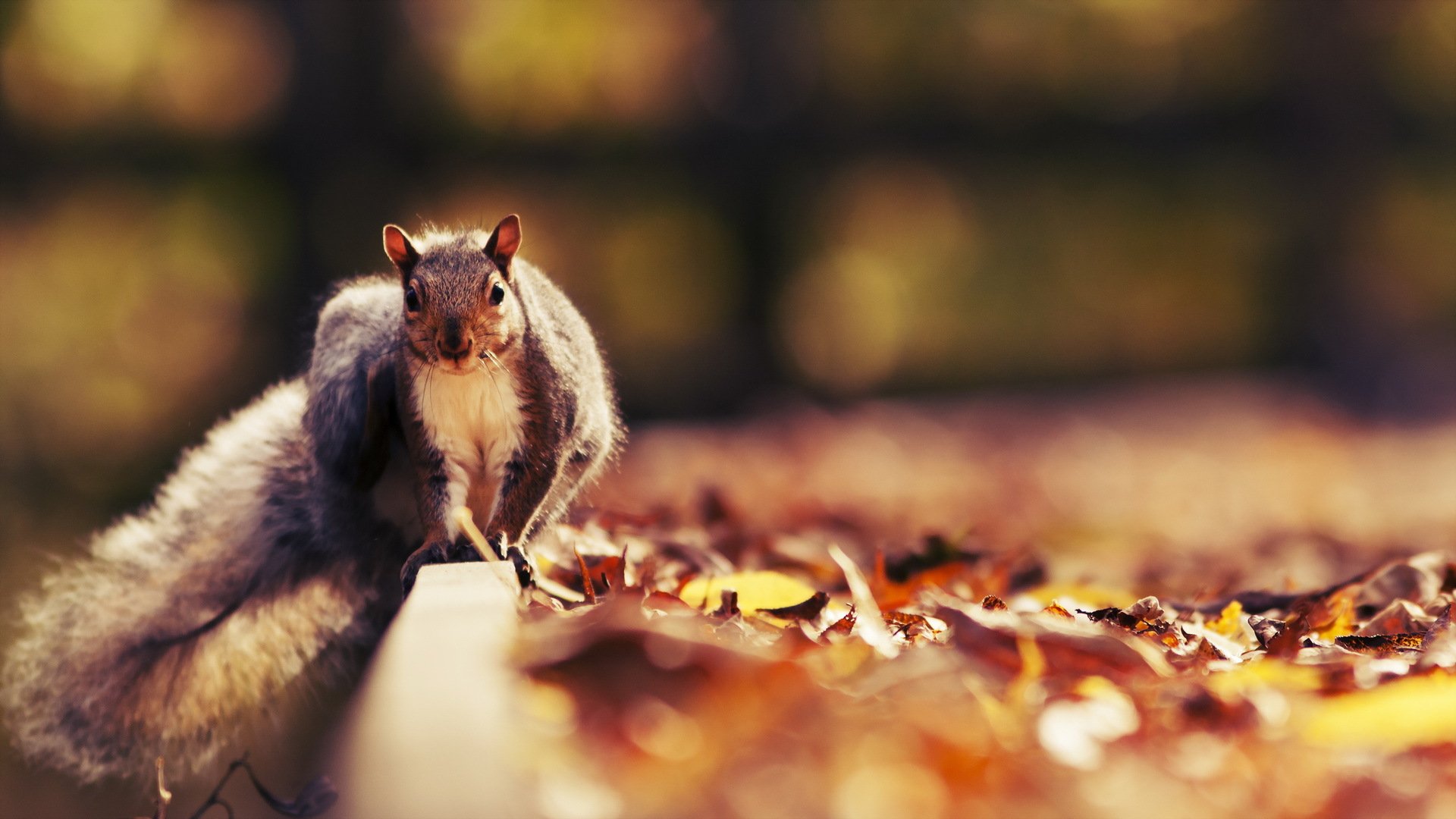 écureuil automne nature