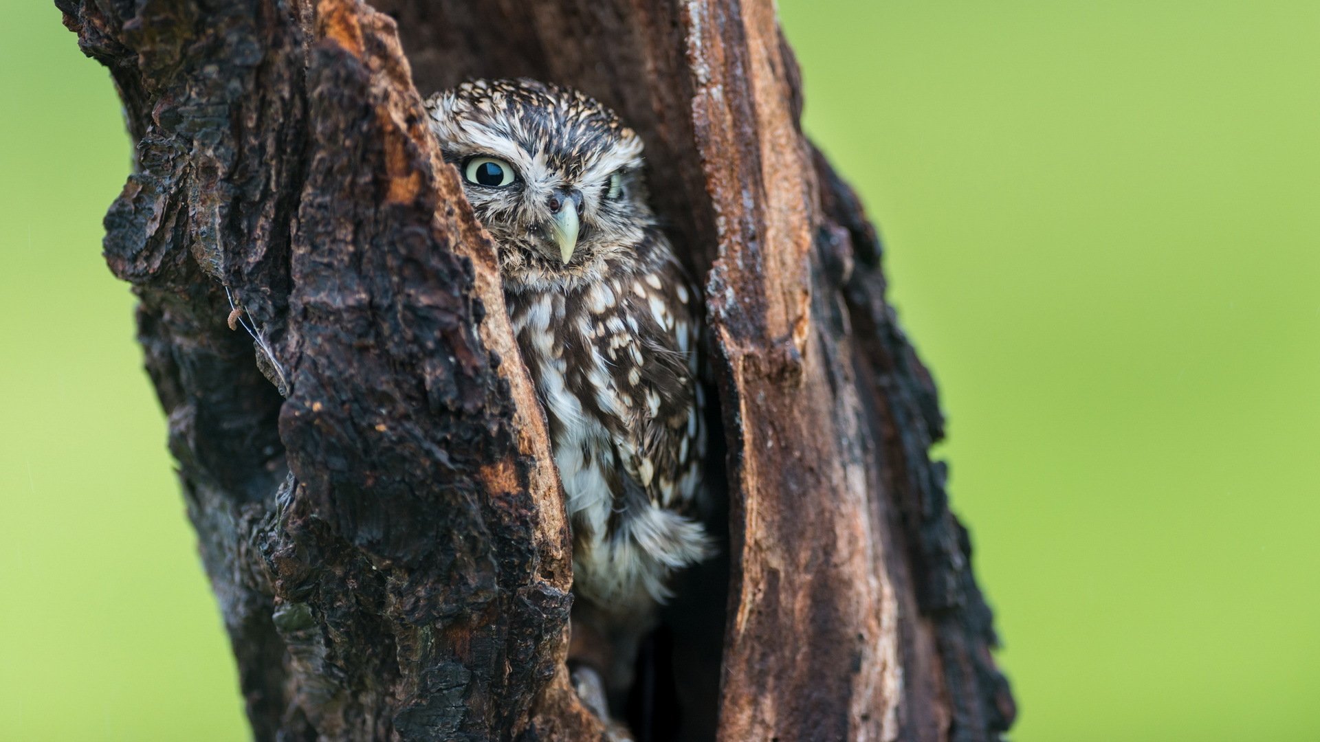 owl tree hollow background nature