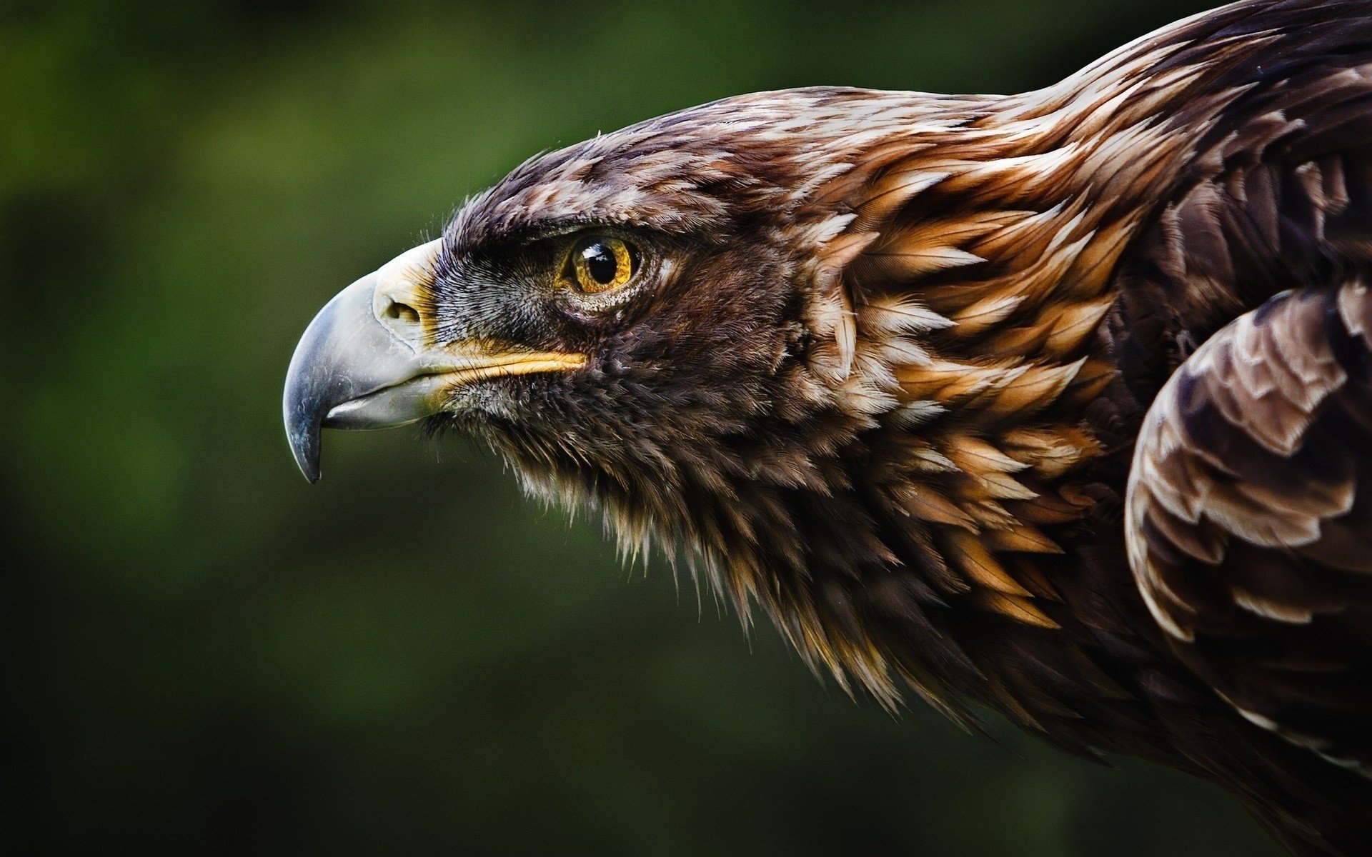 oiseau aigle tête animaux fonds d écran