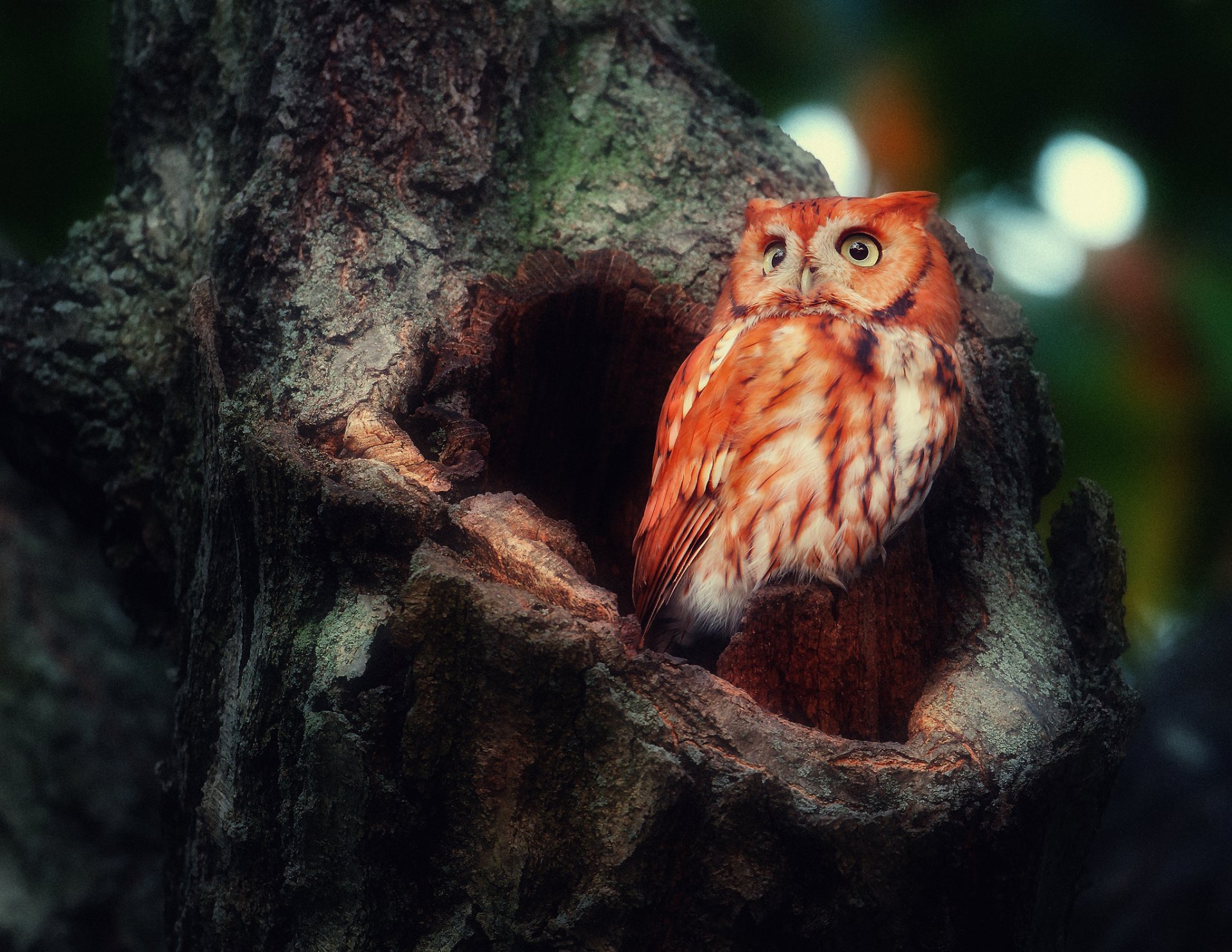 oiseau hibou hibou roux forêt arbre creux