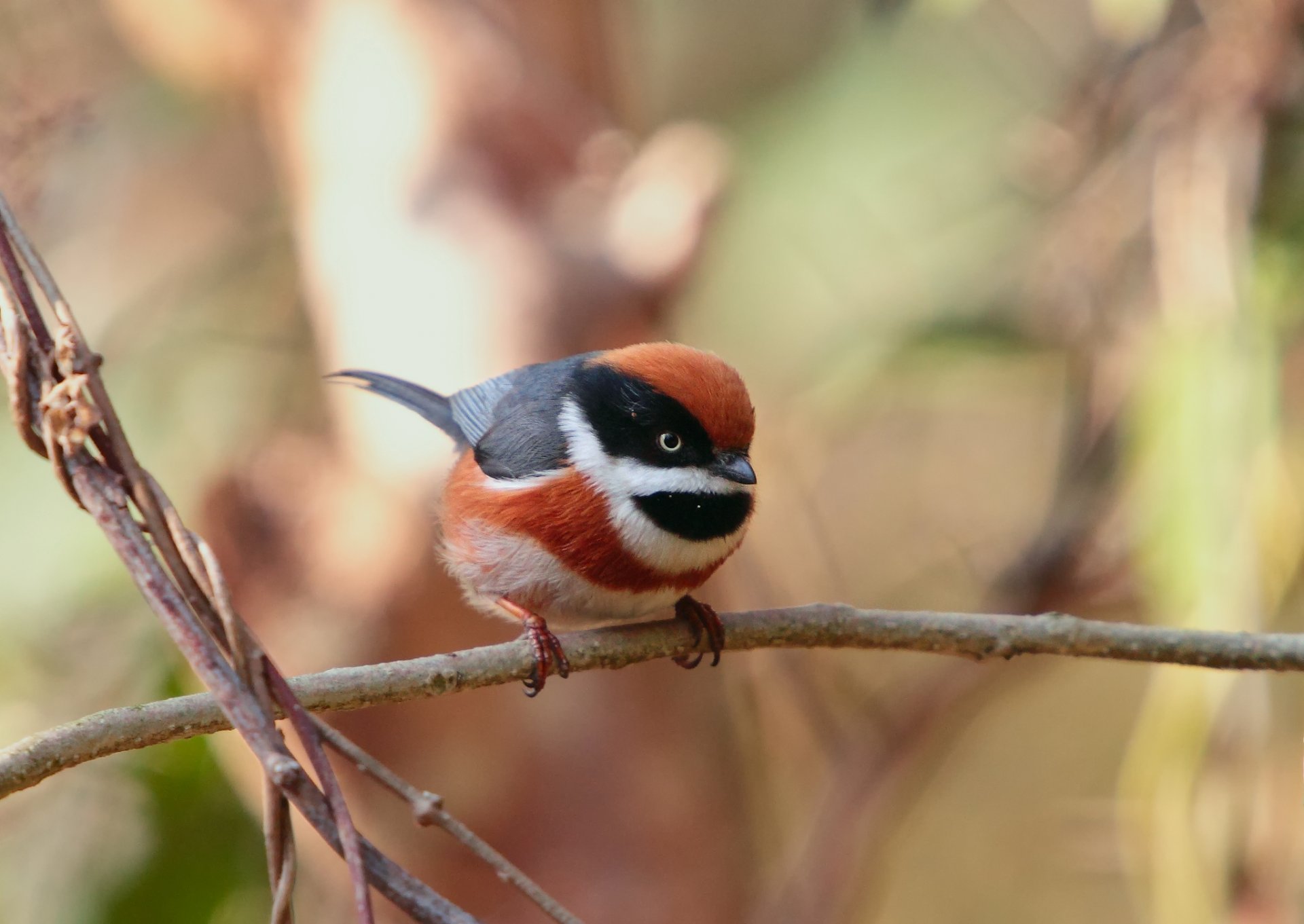 tête rouge à longue queue mésange petit oiseau chanteur